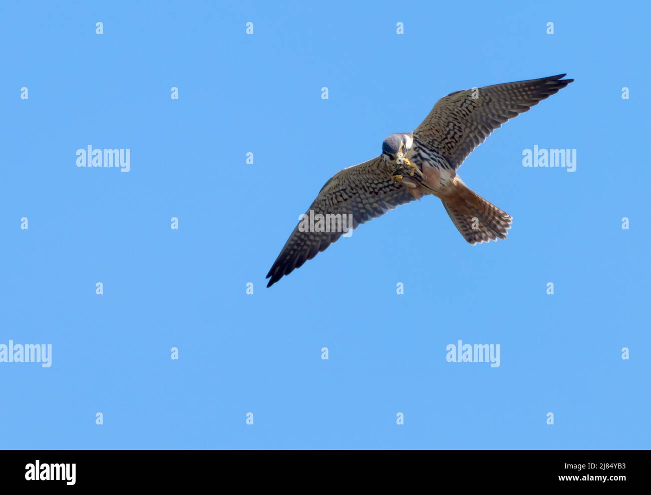A Hobby (Falco subbuteo) in flight over wetlands & eating a dragonfly, Norfolk Stock Photo