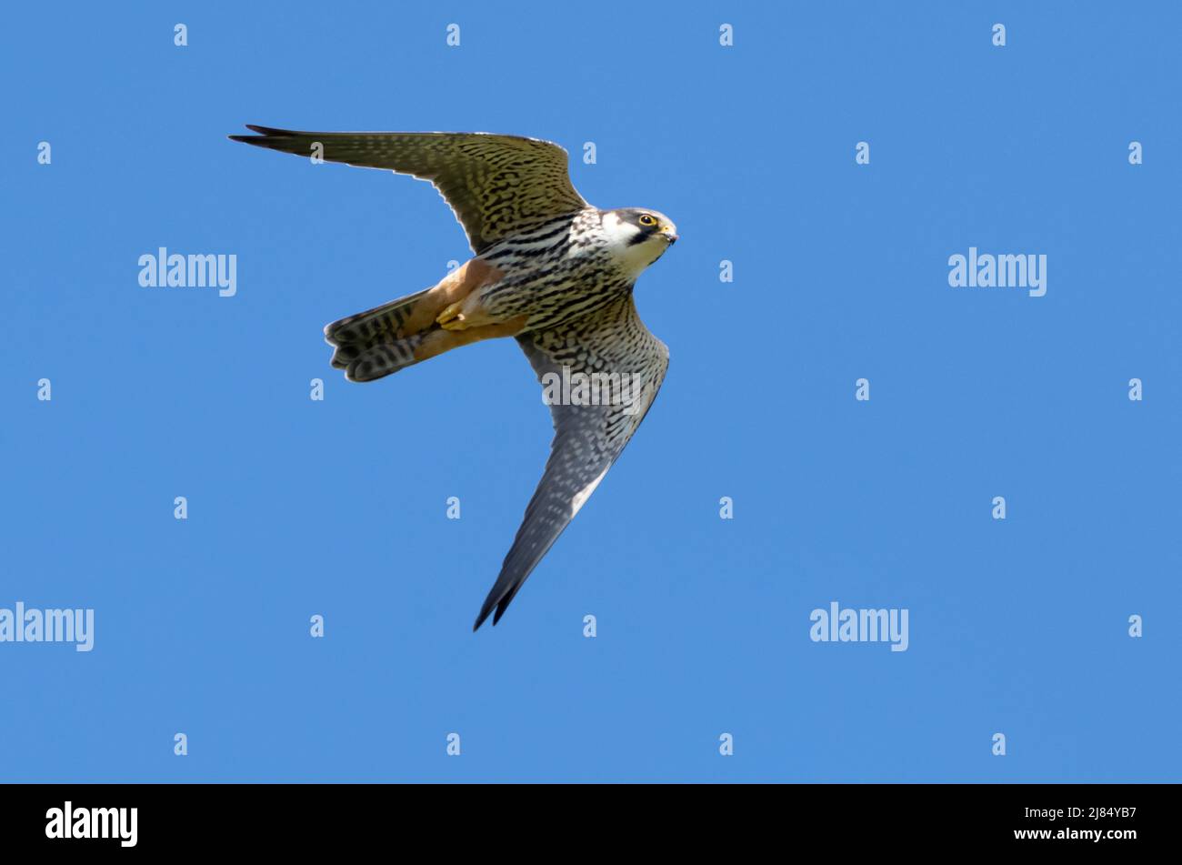 A Hobby (Falco subbuteo) in flight over wetlands, Norfolk Stock Photo