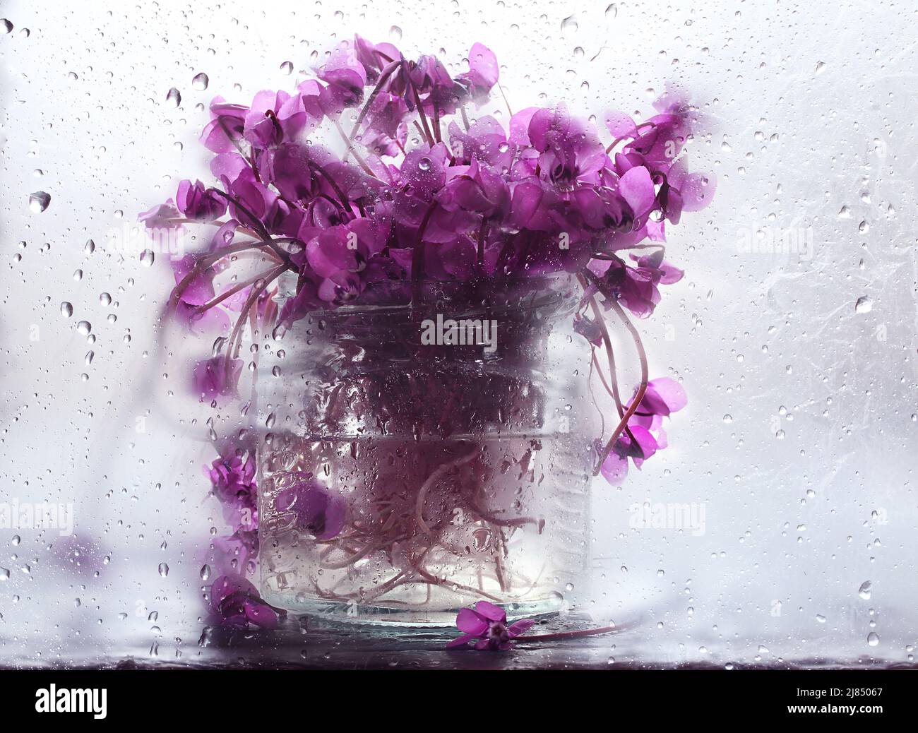 Plant behind glass drops hi-res stock photography and images - Alamy