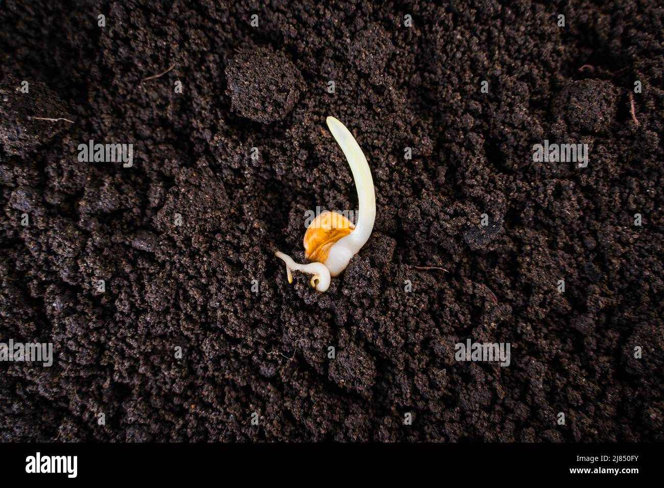 Germinated corn seed closeup in the ground, fertile dark soil Stock