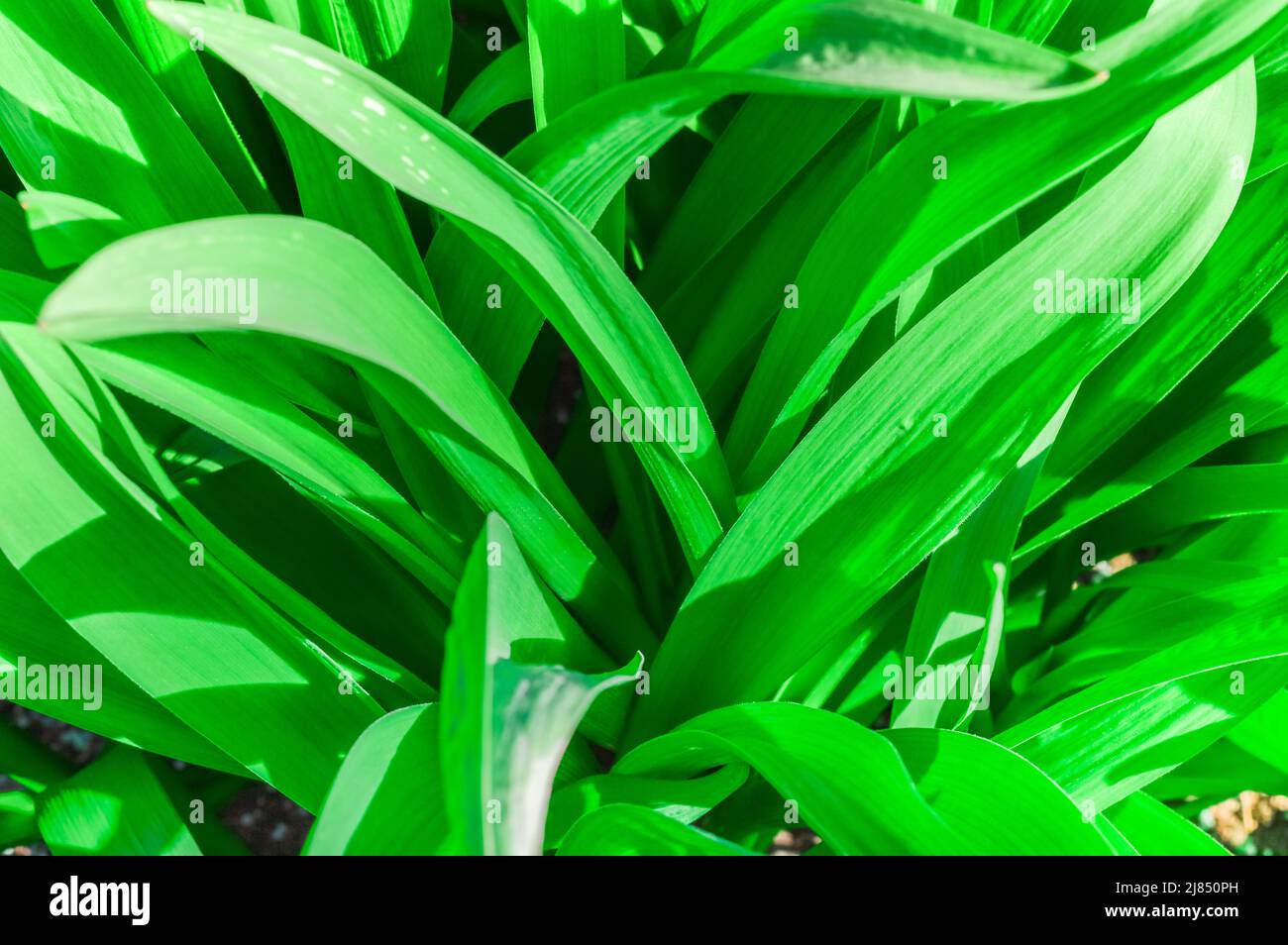 Background with green leaves Stock Photo - Alamy