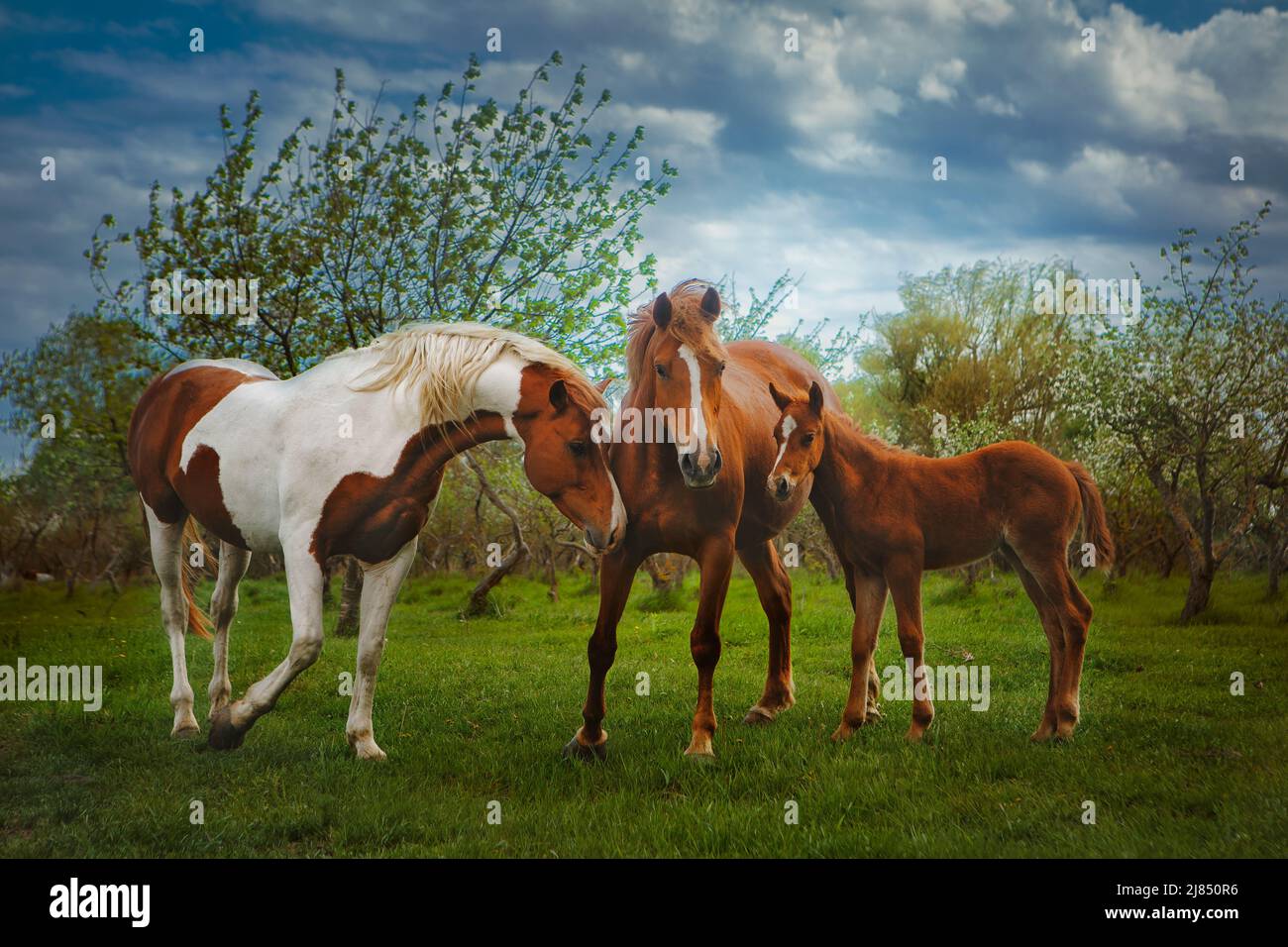 Wild horses in the pasture Stock Photo