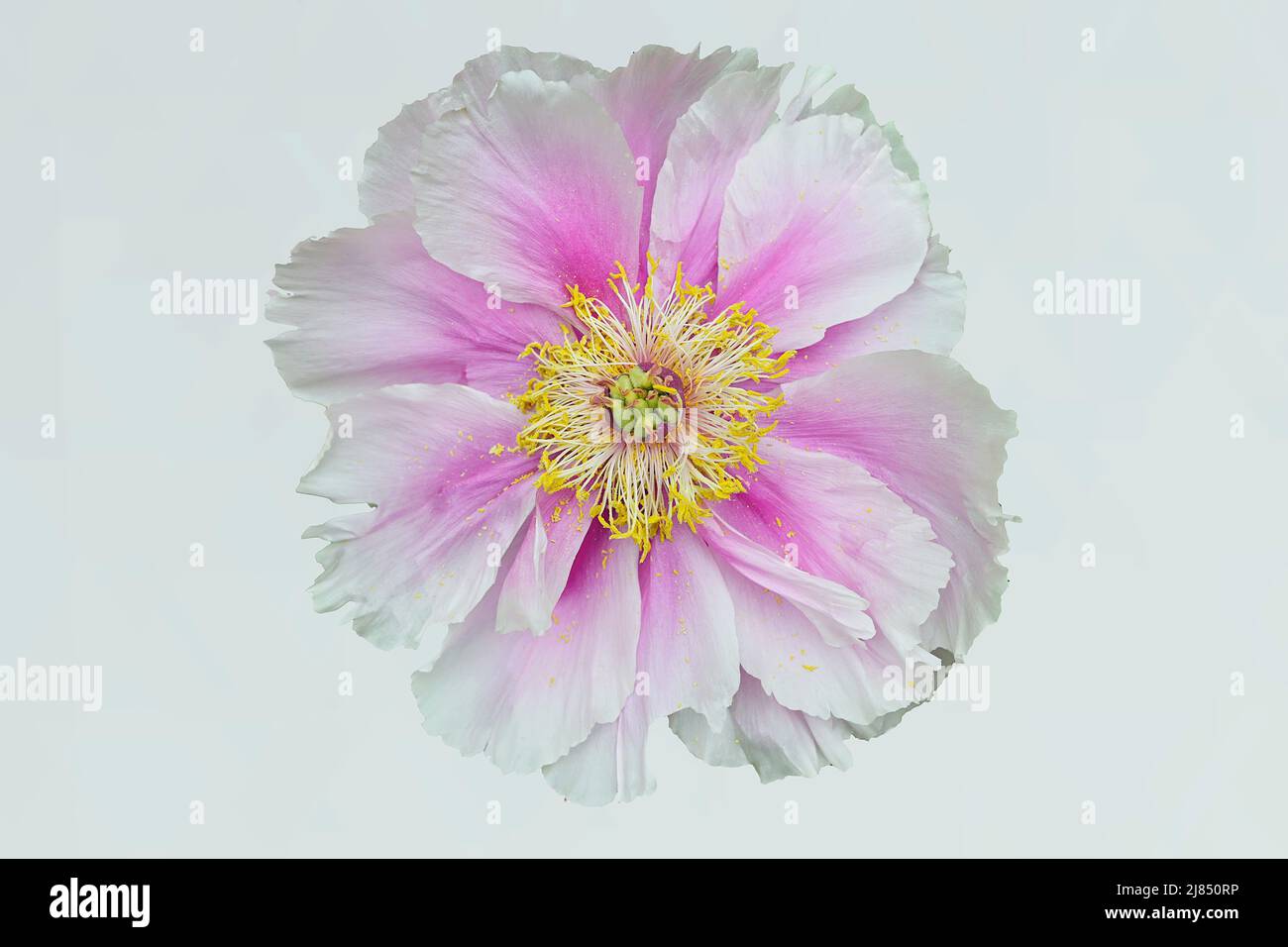 The peony or paeony is a flowering plant native to Asia, Europe and Western North America. With 33 known species, most are herbaceous perennials with Stock Photo