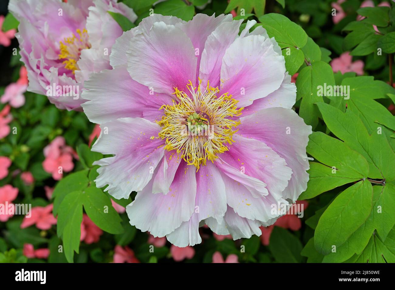 The peony or paeony is a flowering plant native to Asia, Europe and Western North America. With 33 known species, most are herbaceous perennials with Stock Photo