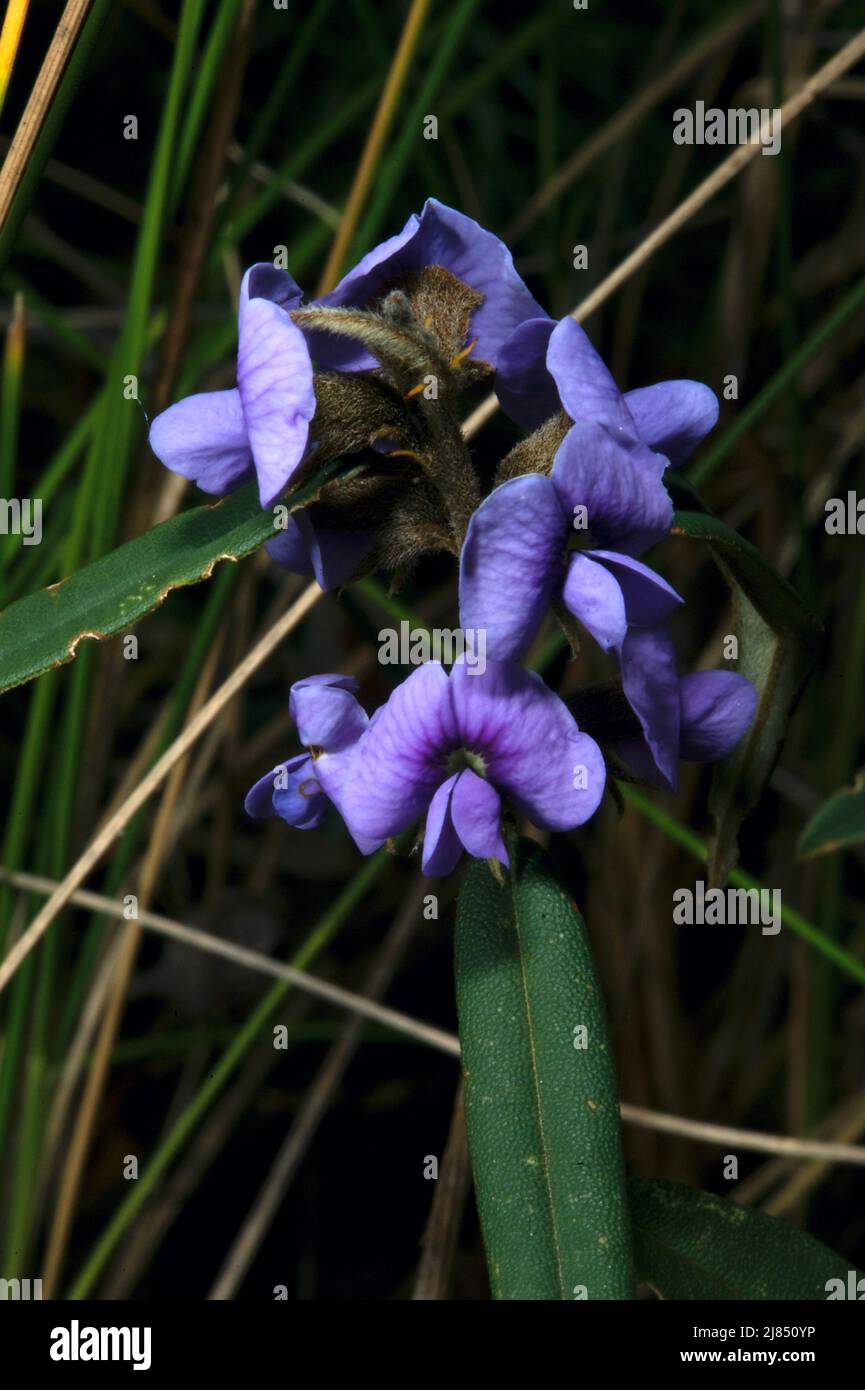 Blue Bonnet (Hovea Linearis), also called Birds Eye, looks a lot like Hardenbergia, but is blue, rather than purple, and has longer, narrower leaves. Stock Photo