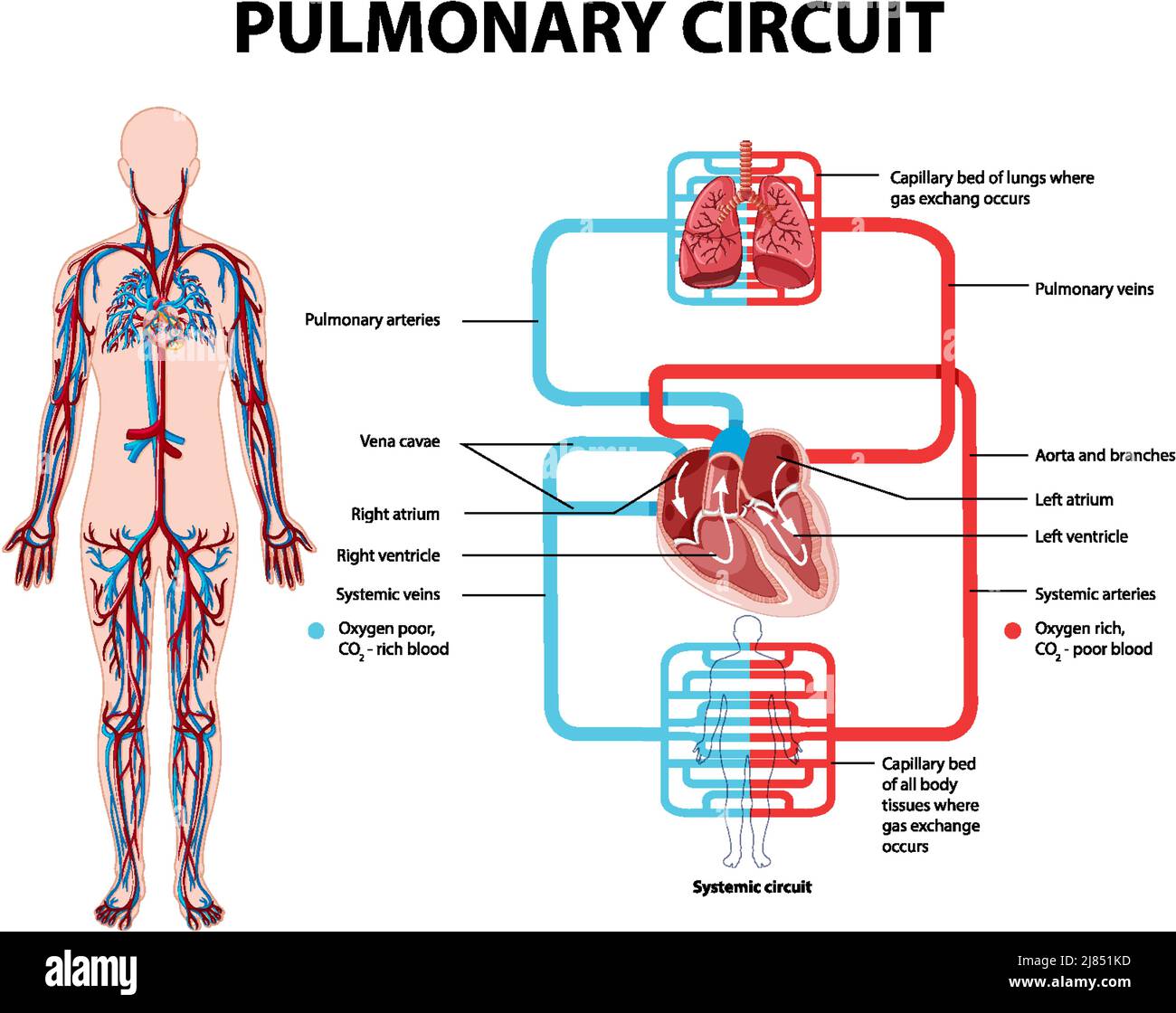 Diagram showing pulmonary circuit illustration Stock Vector Image & Art