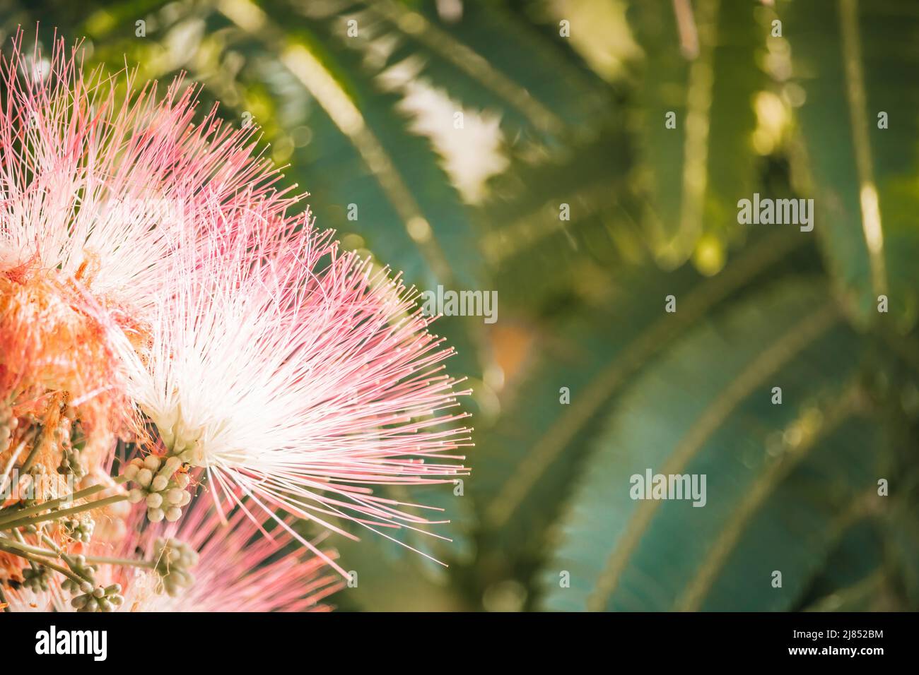 Pink flower of Lankaran acacia albizia. Albizia julibrissin on green background. Close up. Copy space. Flower backdrop. Stock Photo