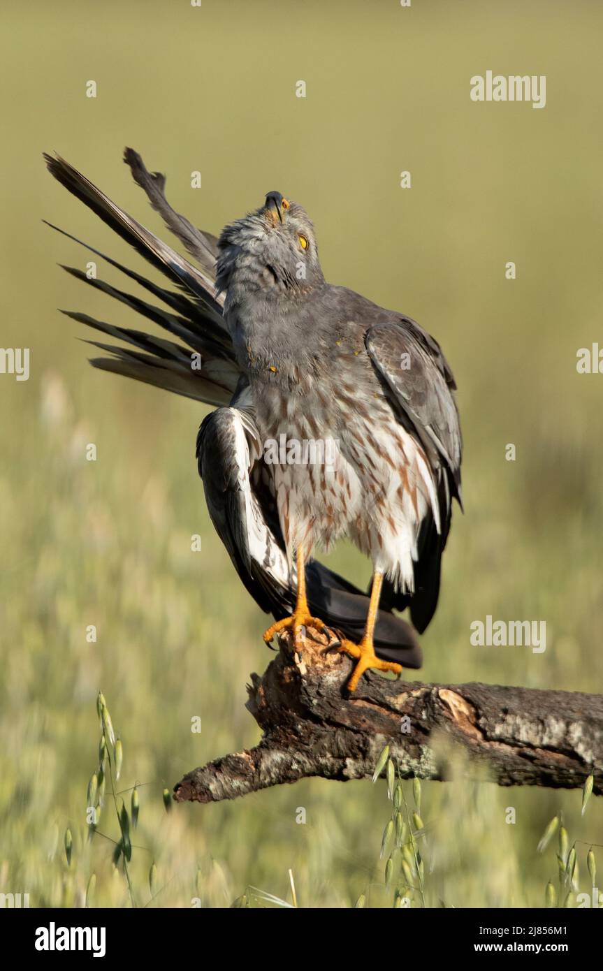 Adult male Montagu’s harrier inside his breeding territory with the first light of the morning grooming his plunage Stock Photo
