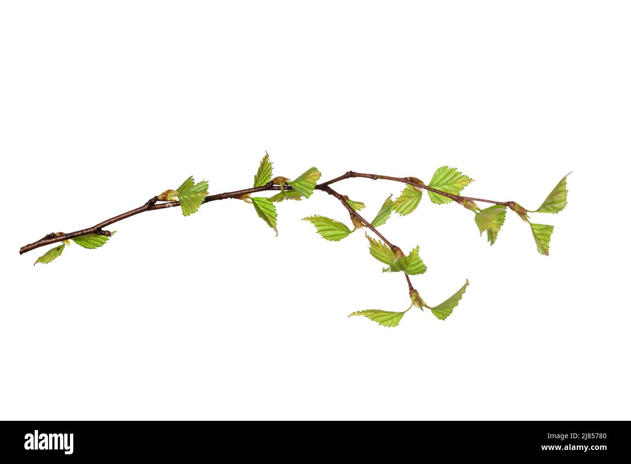 tree branch with young green leaves isolated on white background. High ...