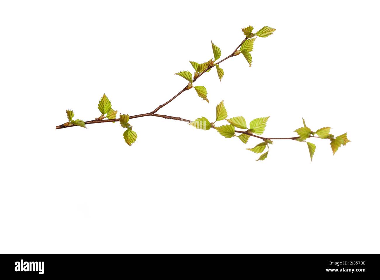 tree branch with young green leaves isolated on white background. High ...