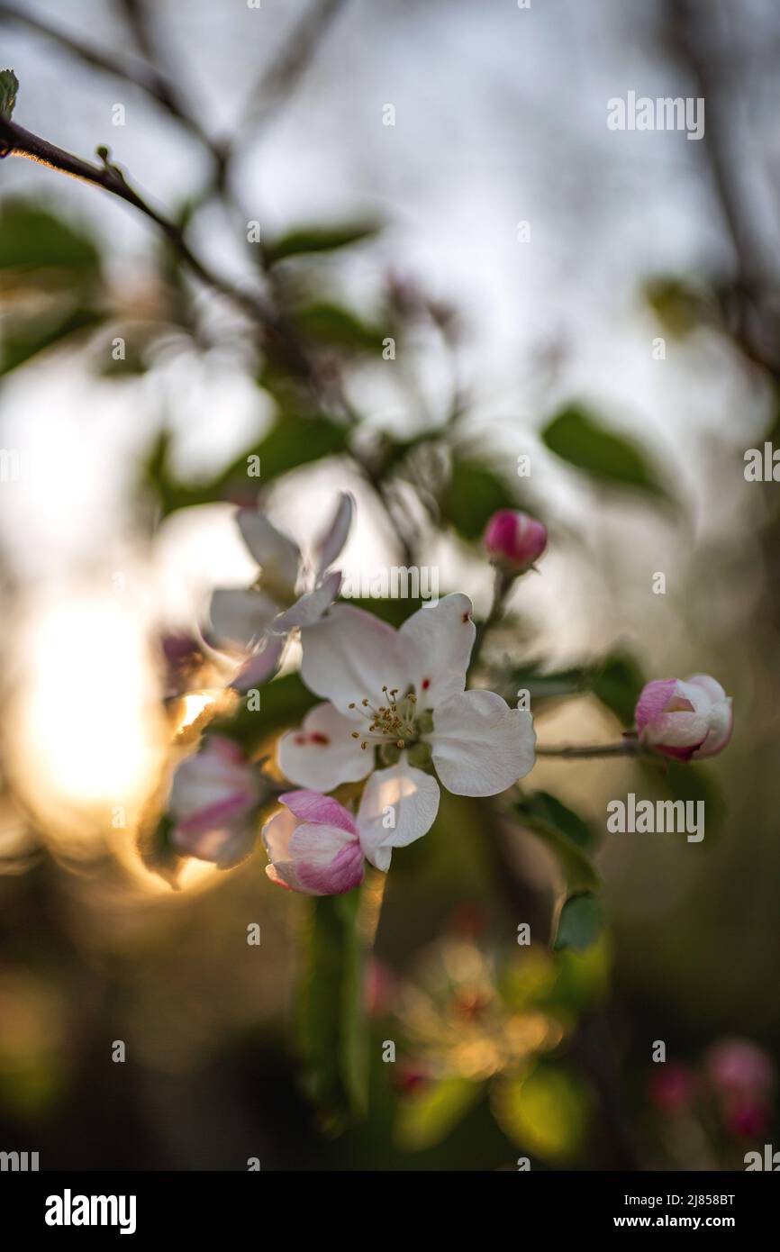 Blooming apple tree flower pink on sunset background Stock Photo Alamy