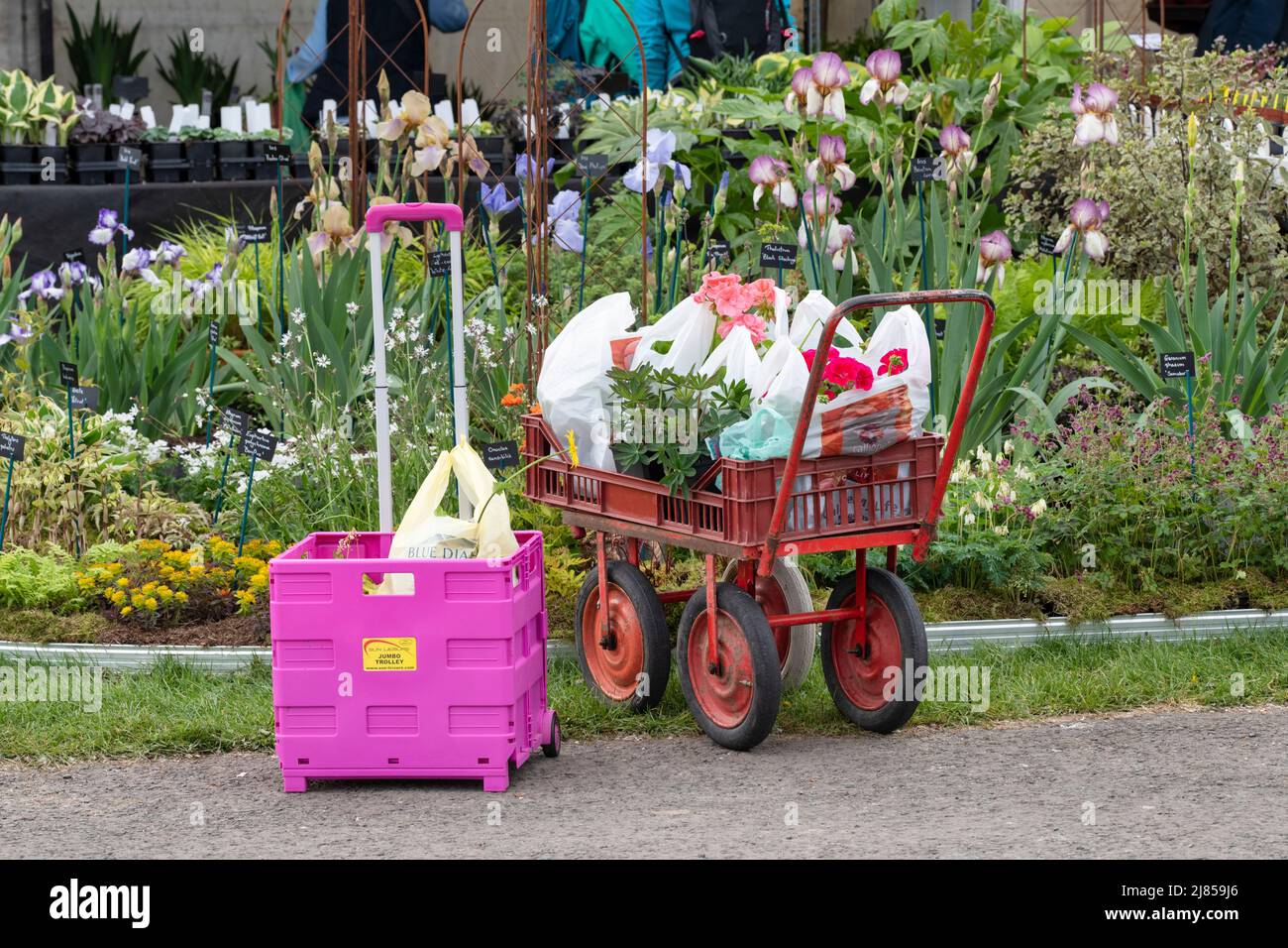 Gardeners trolleys full of bought plants at a flower show. England Stock Photo