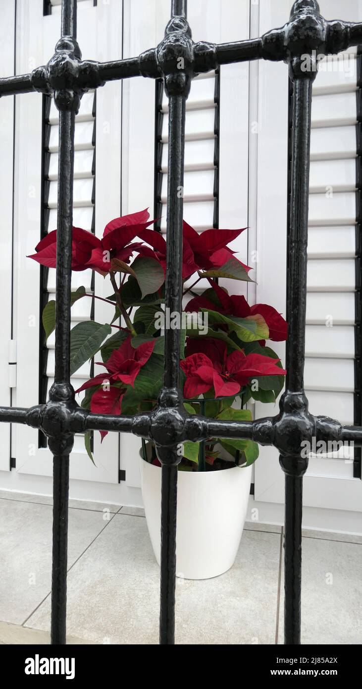 Window sill with poinsettia in pot behind security grill in Andalusian village Stock Photo