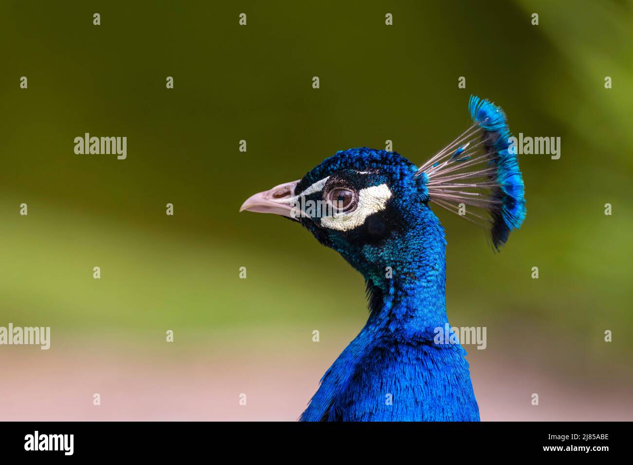 Lateral portrait of male peacock Stock Photo