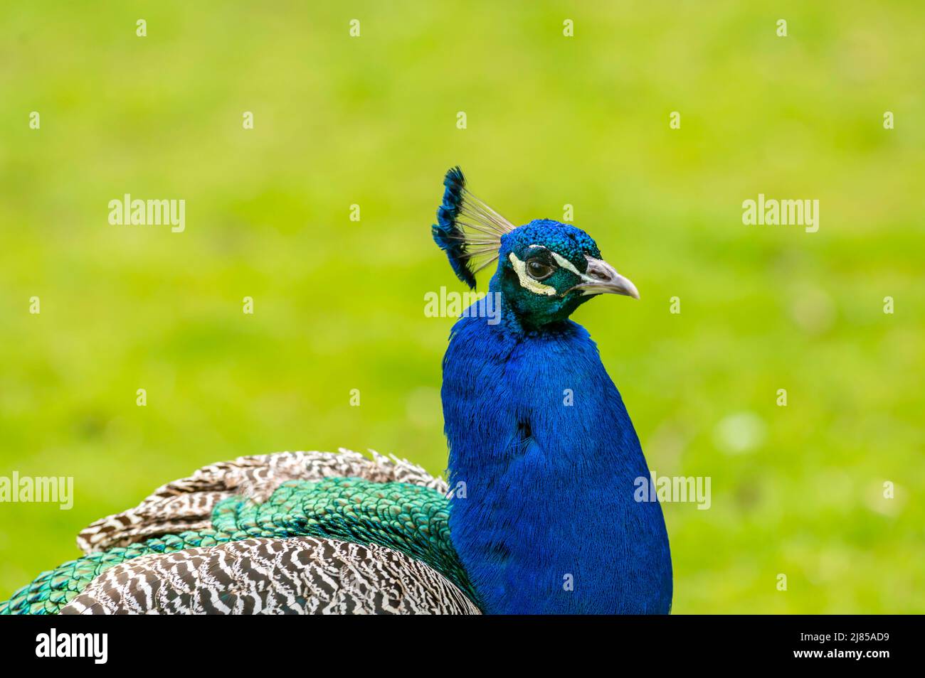 Portrait of beautiful male peacock Stock Photo