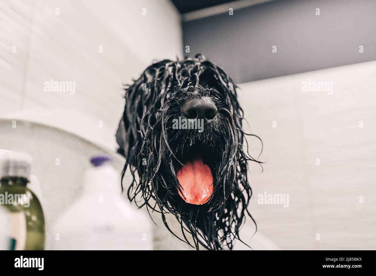 Washing the dog with shampoo in the bathroom Stock Photo Alamy
