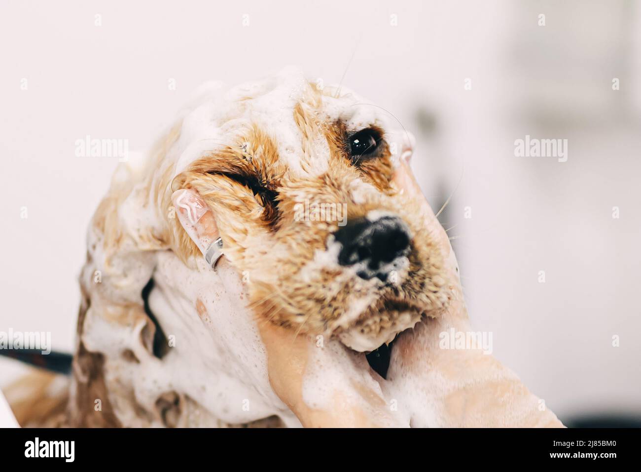 Washing the dog with shampoo in the bathroom Stock Photo Alamy