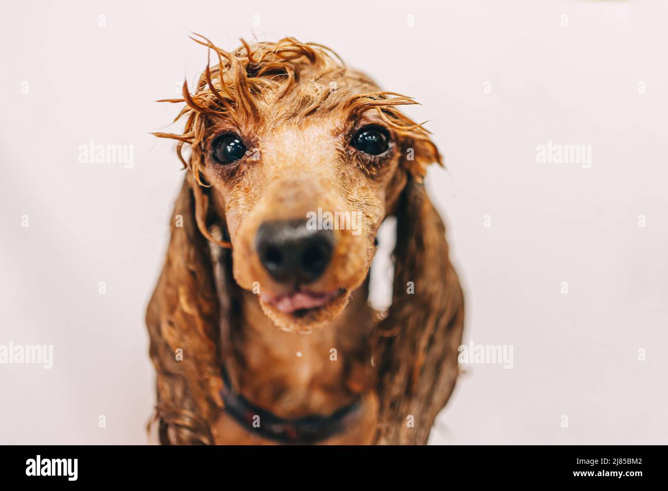 Washing the dog with shampoo in the bathroom Stock Photo Alamy