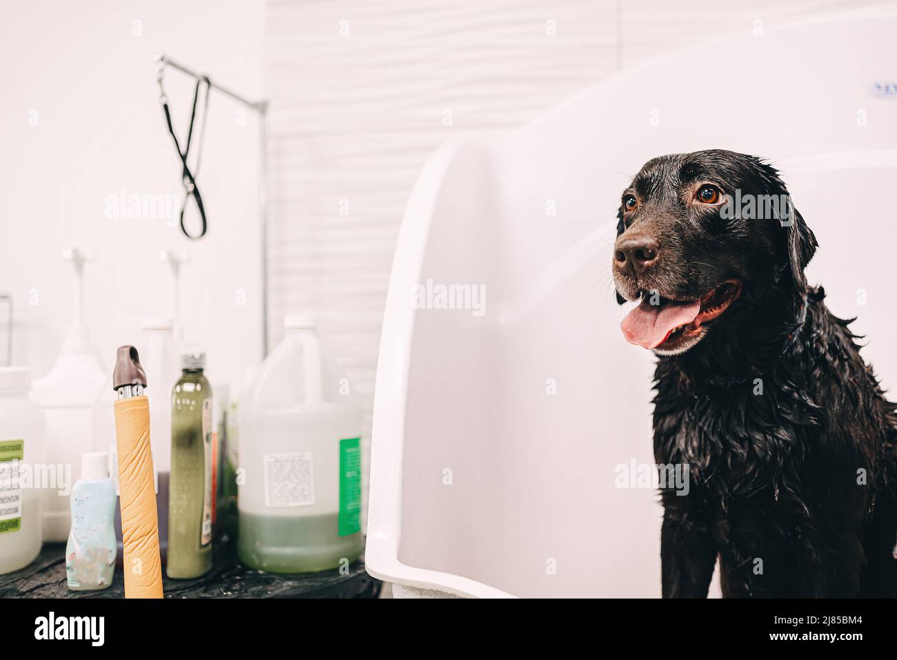 Washing the dog with shampoo in the bathroom Stock Photo Alamy