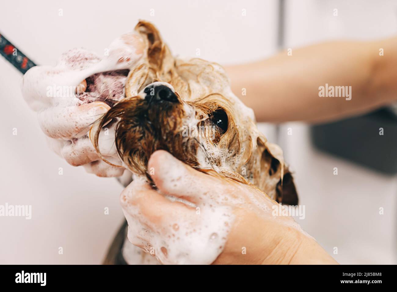 Washing the dog with shampoo in the bathroom Stock Photo Alamy