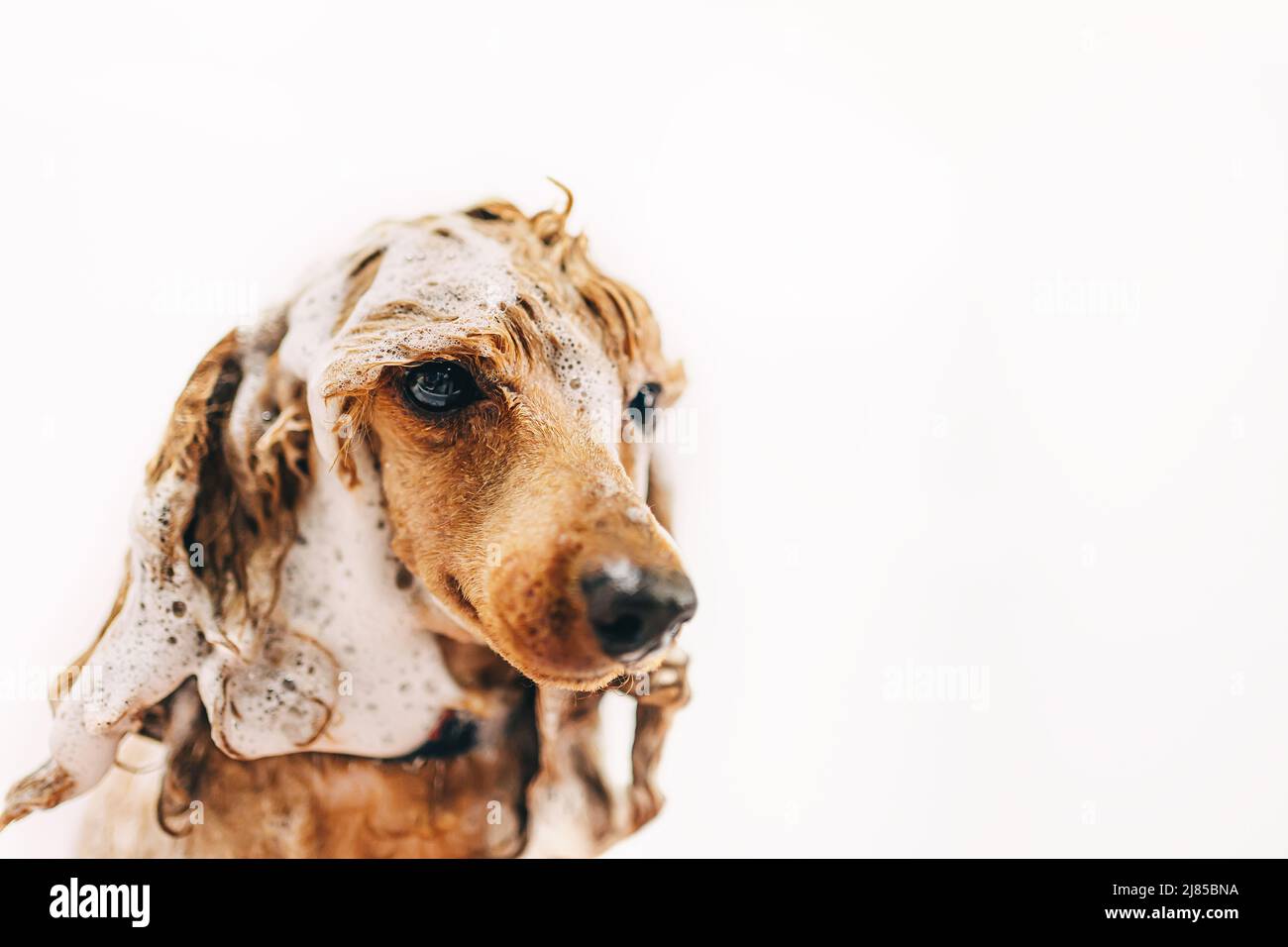 Washing the dog with shampoo in the bathroom Stock Photo Alamy