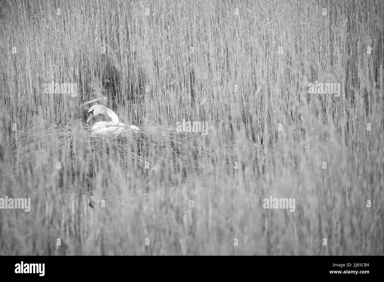 Mute swan in black and white, breeding on a nest in the reeds on the Darrs near Zingst. Wild animals in the wild. Elegant birds Stock Photo