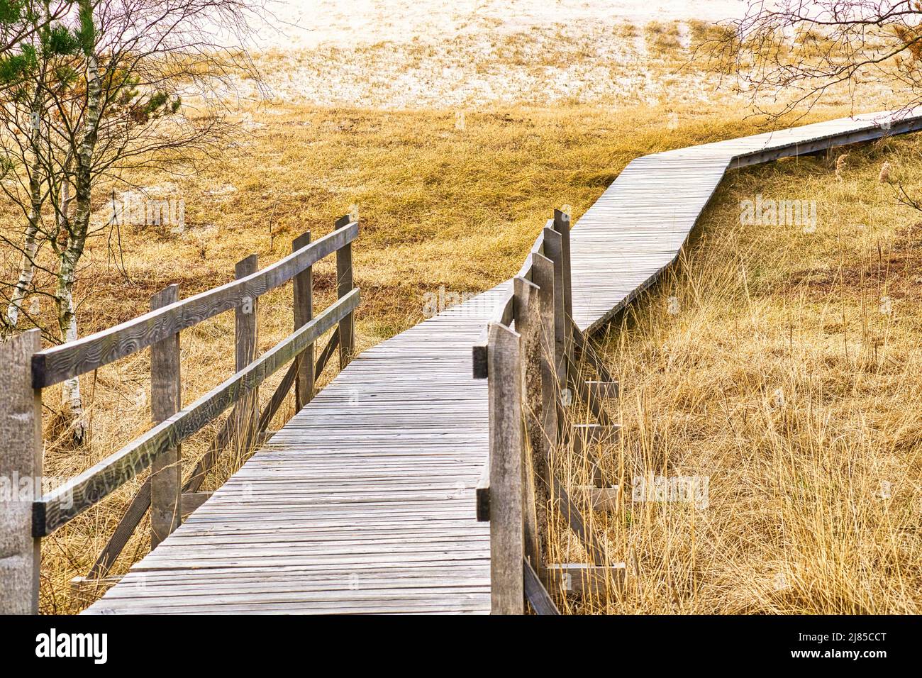 Hiking trail over a wooden footbridge to the high dune on the darss. National Park in Germany. Nature photo Stock Photo
