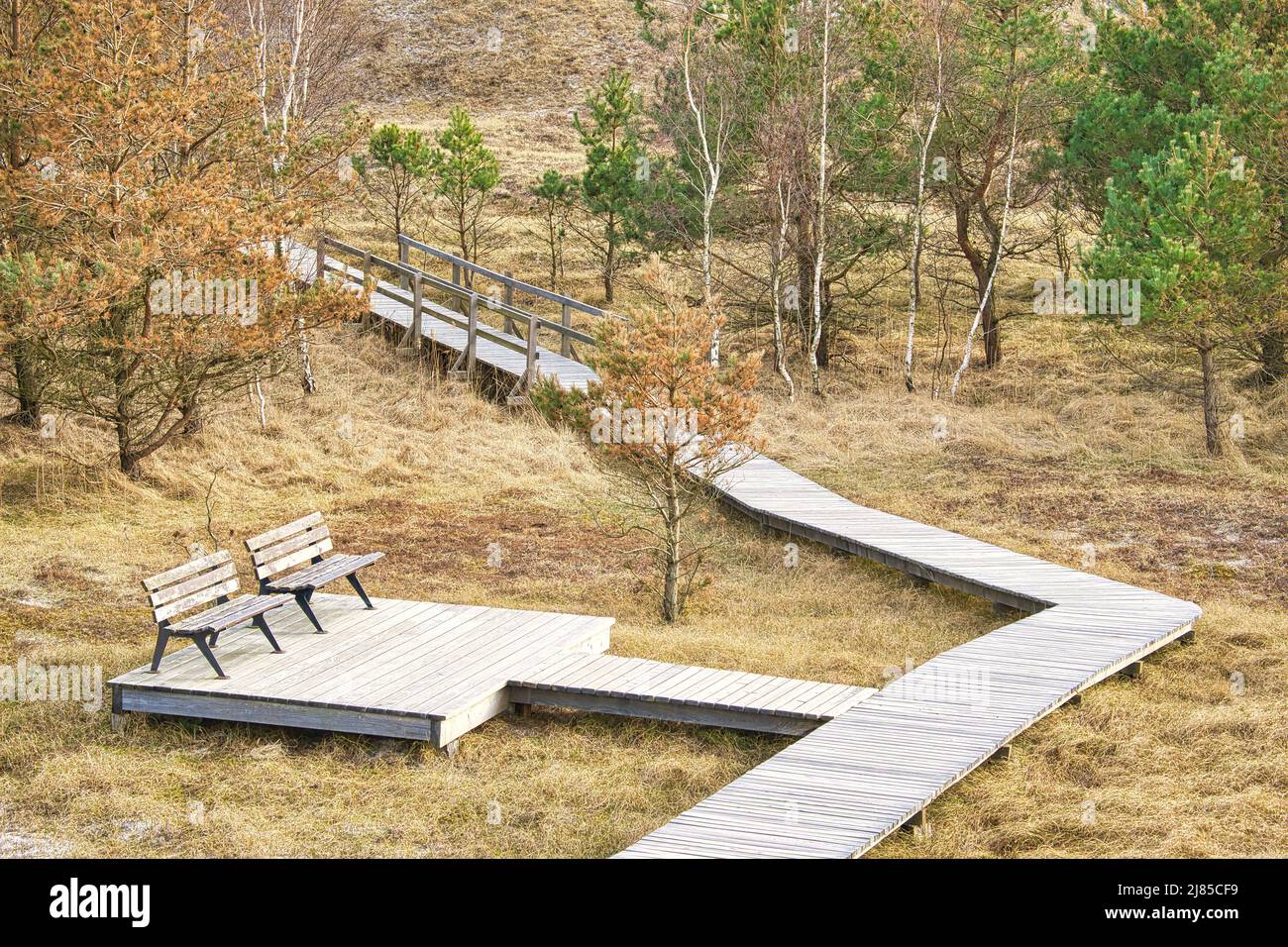 Wooden footbridge with bench at the high dune on the darss. National Park in Germany. Nature photo Stock Photo
