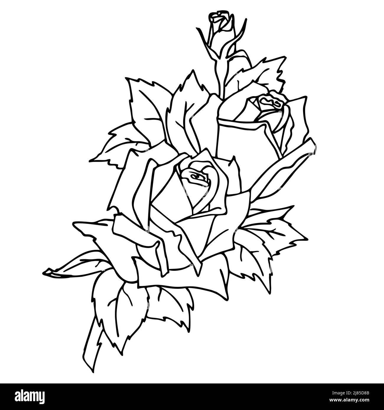 isolated black contour drawing of a rose branch on a white background graphics, coloring, design Stock Photo
