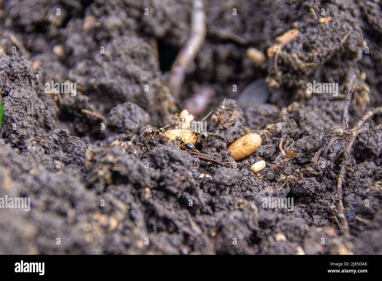 during the digging of the soil, the nest of garden ants was destroyed, which began saving offspring, selective focus Stock Photo