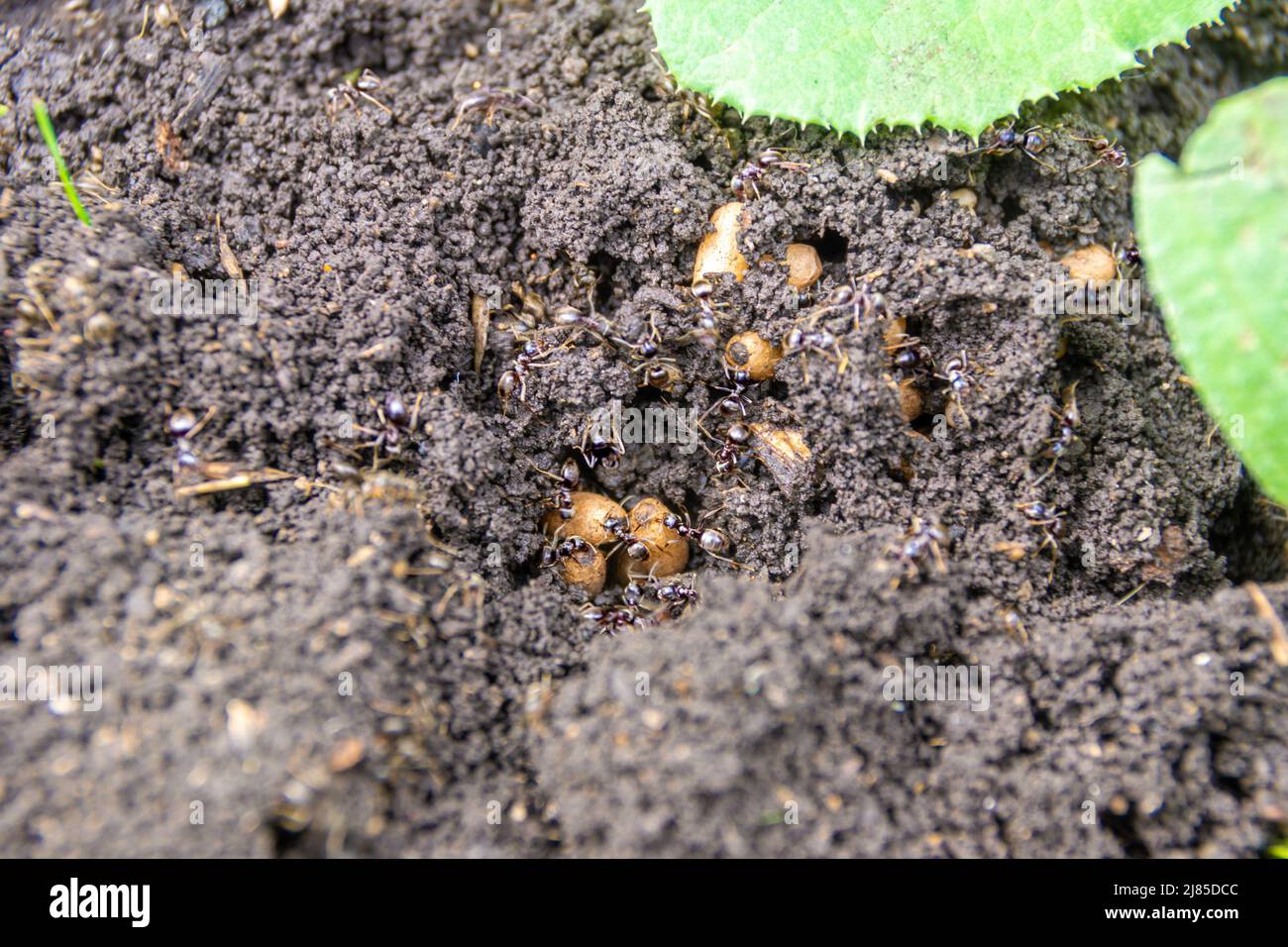 garden ants restoring their nest after excavation in the garden, selective focus Stock Photo