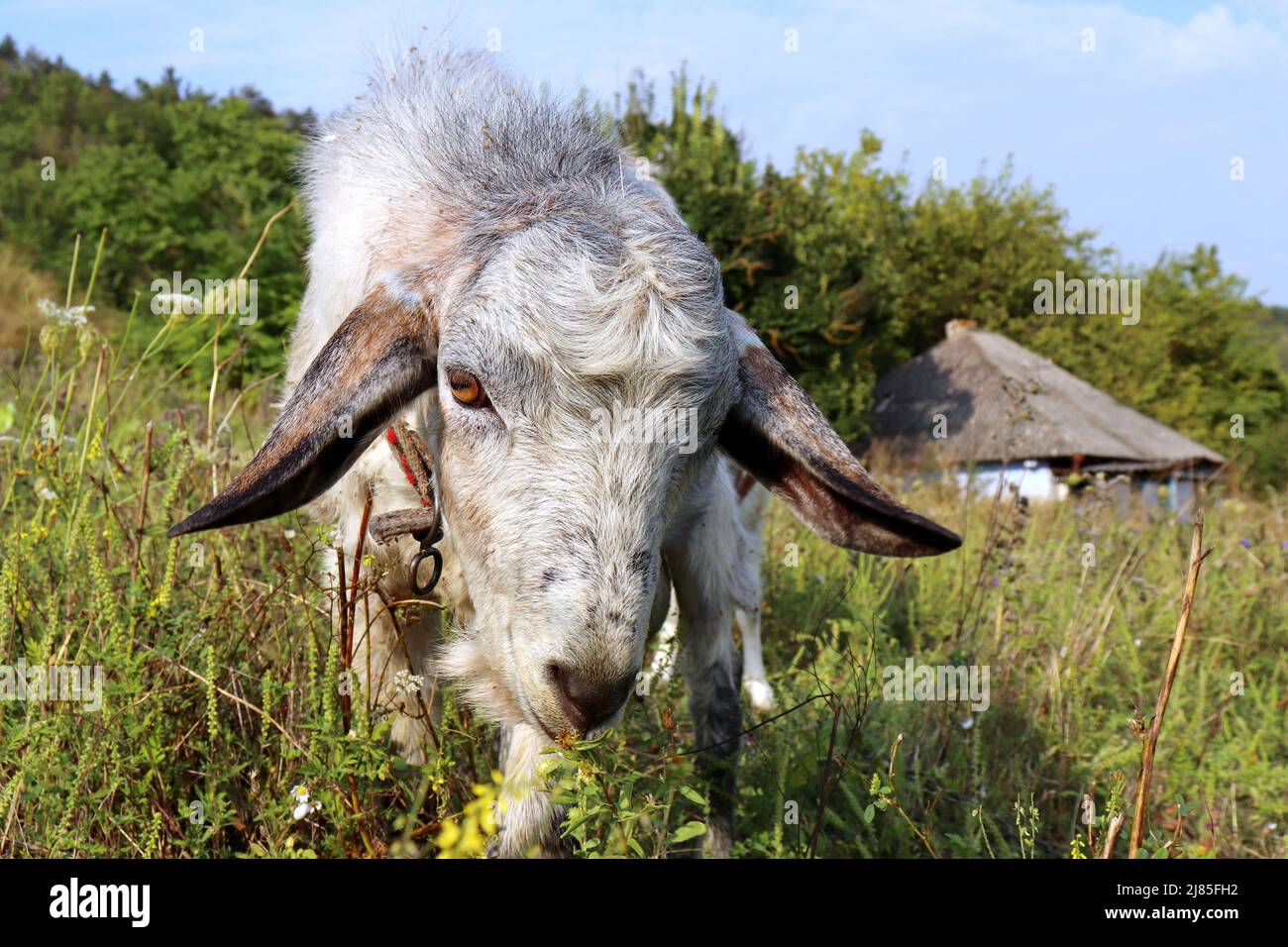 White goat grazing on a green meadow in a countryside. Portrait of ...