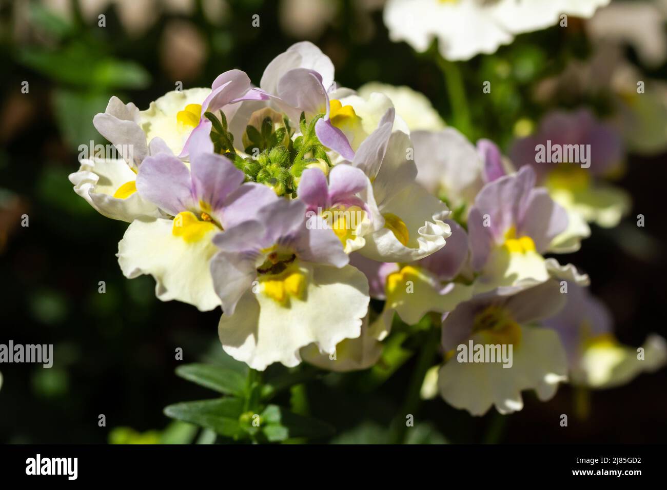 Nemesia 'Easter Bonnet' flowers closeup in springtime UK Stock Photo