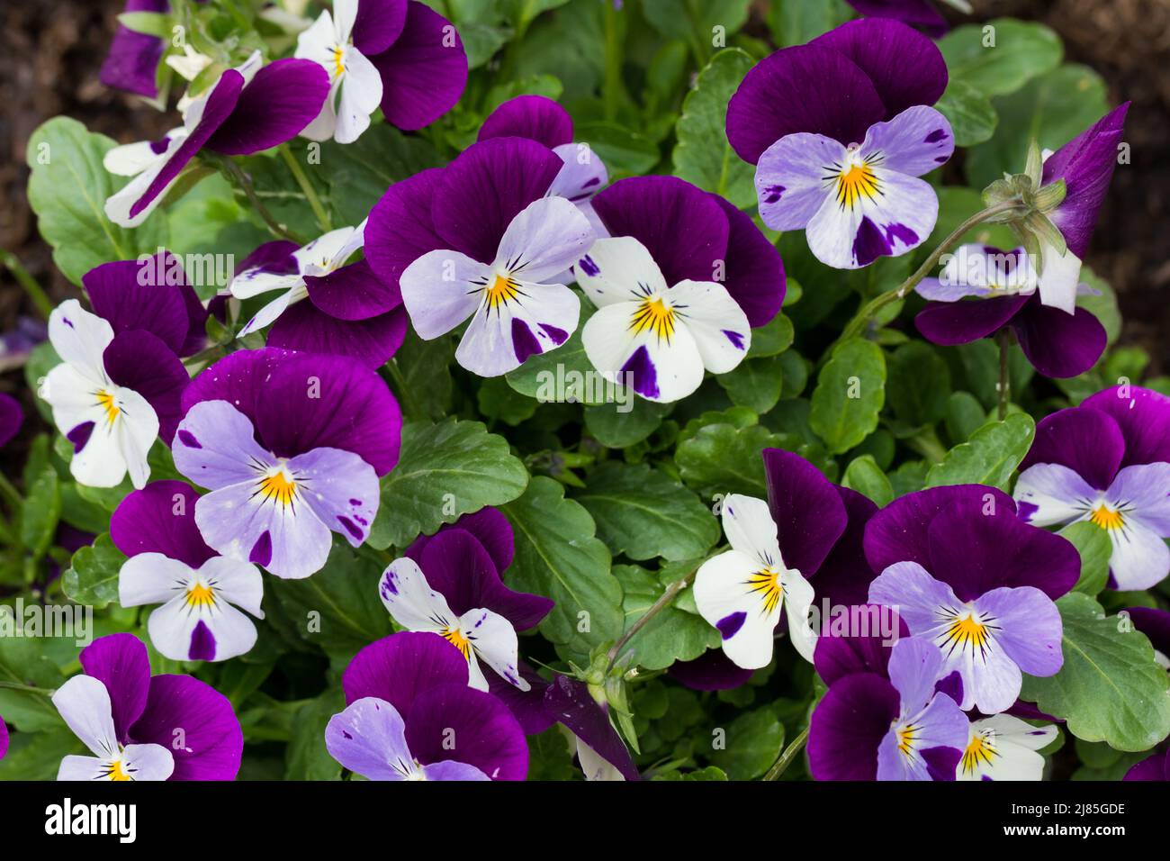 Viola cornuta, Horned violet, Horned pansy flowers in spring, UK Stock Photo