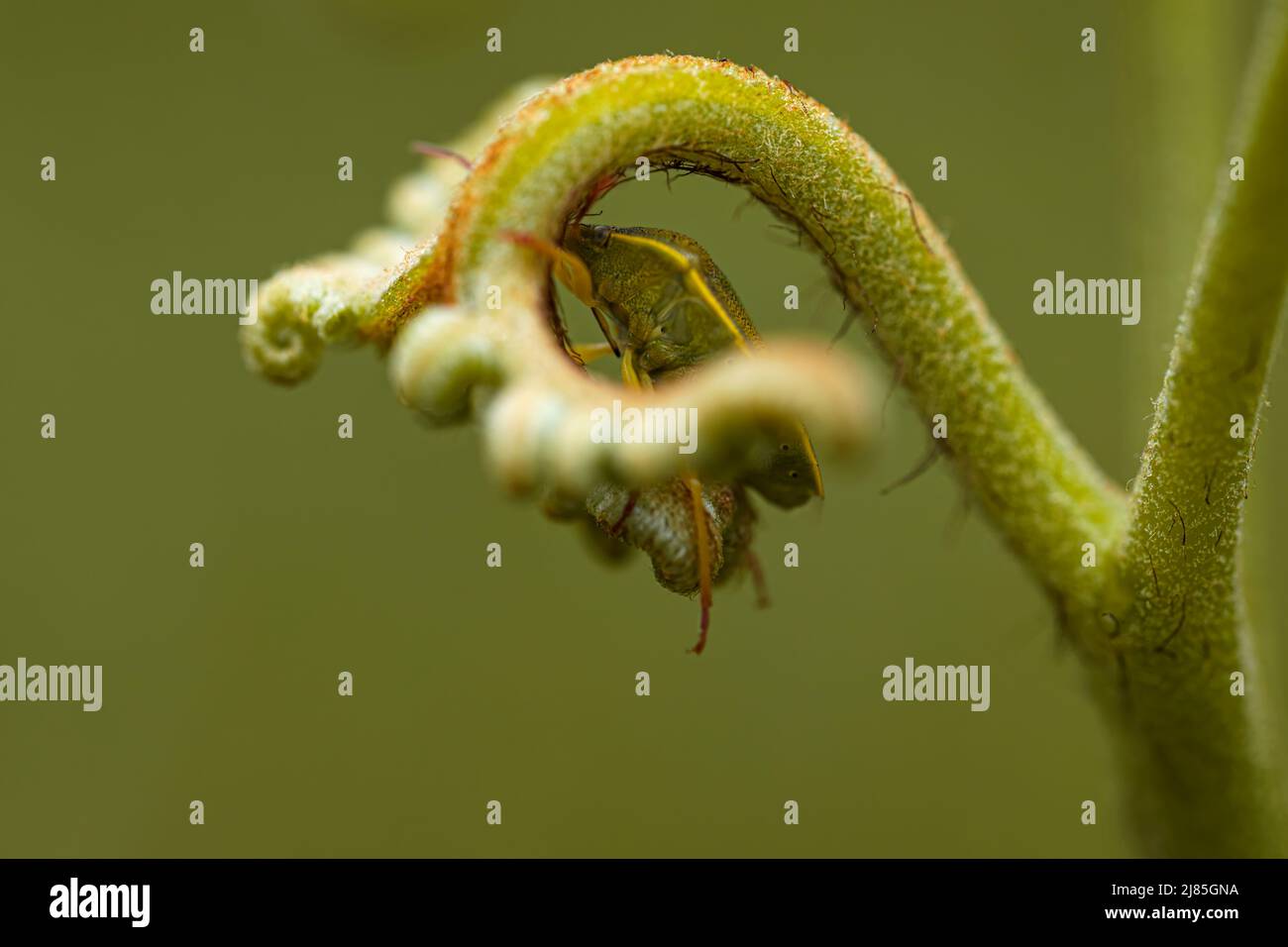 shield bug at dawn hiding in the curls of the fern. macro photography. wild animal life of the forests. nature photography. Stock Photo