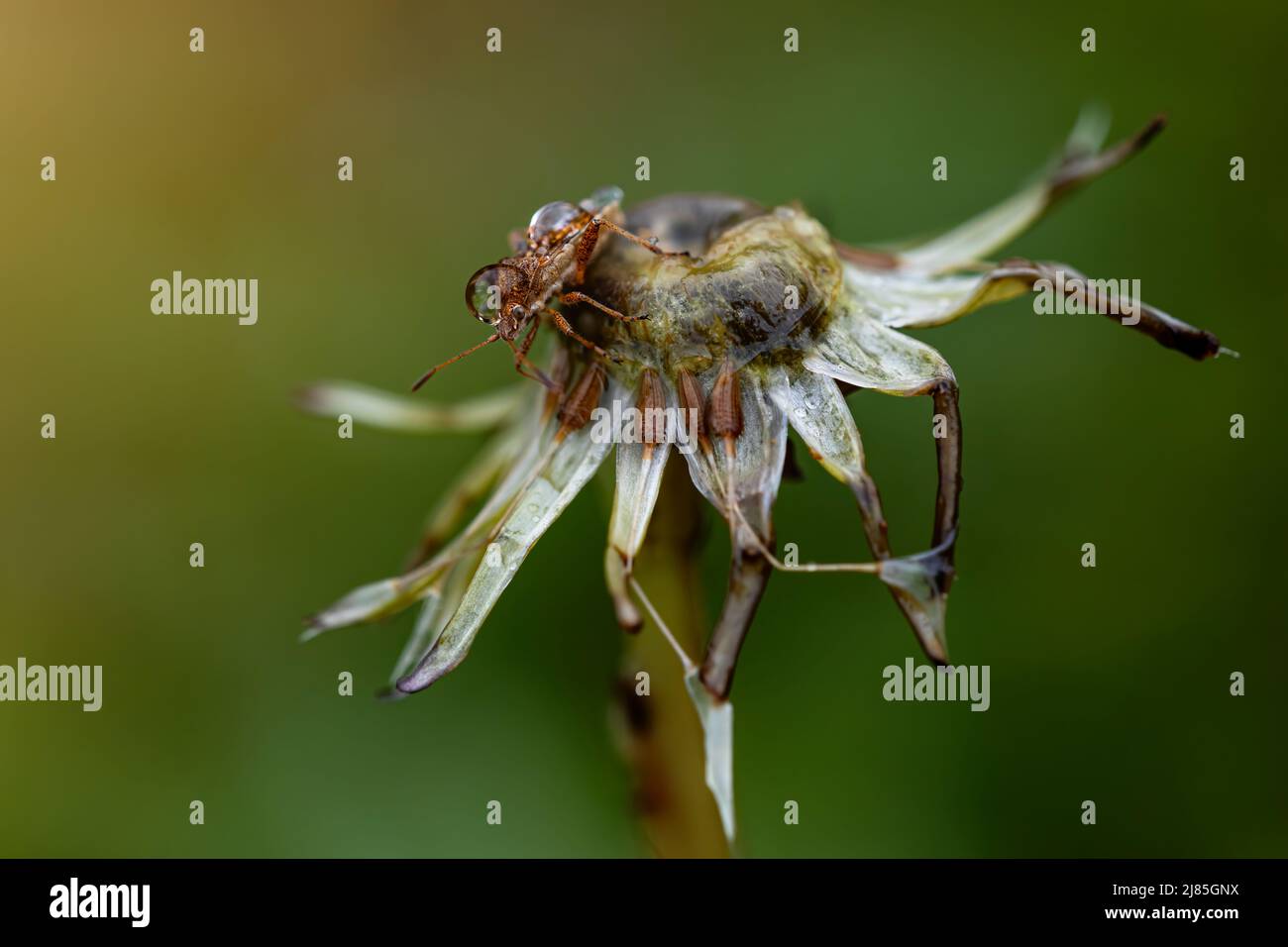 bug on top of a dandelion at sunrise with dewdrops. nature macro photography. wildlife. insects in detail.. horizontal picture with copy space Stock Photo