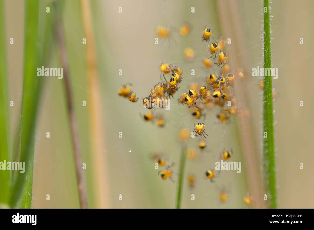 spiders of the species araneus diadematus in their web scattered. lots of black and yellow babies. Macro photography. Horizontal and copy space. detai Stock Photo