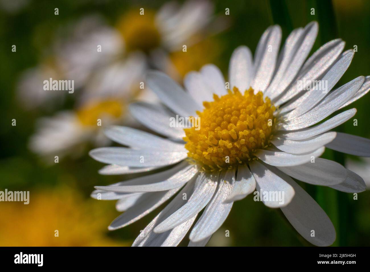 Field of chamomile hi-res stock photography and images - Alamy