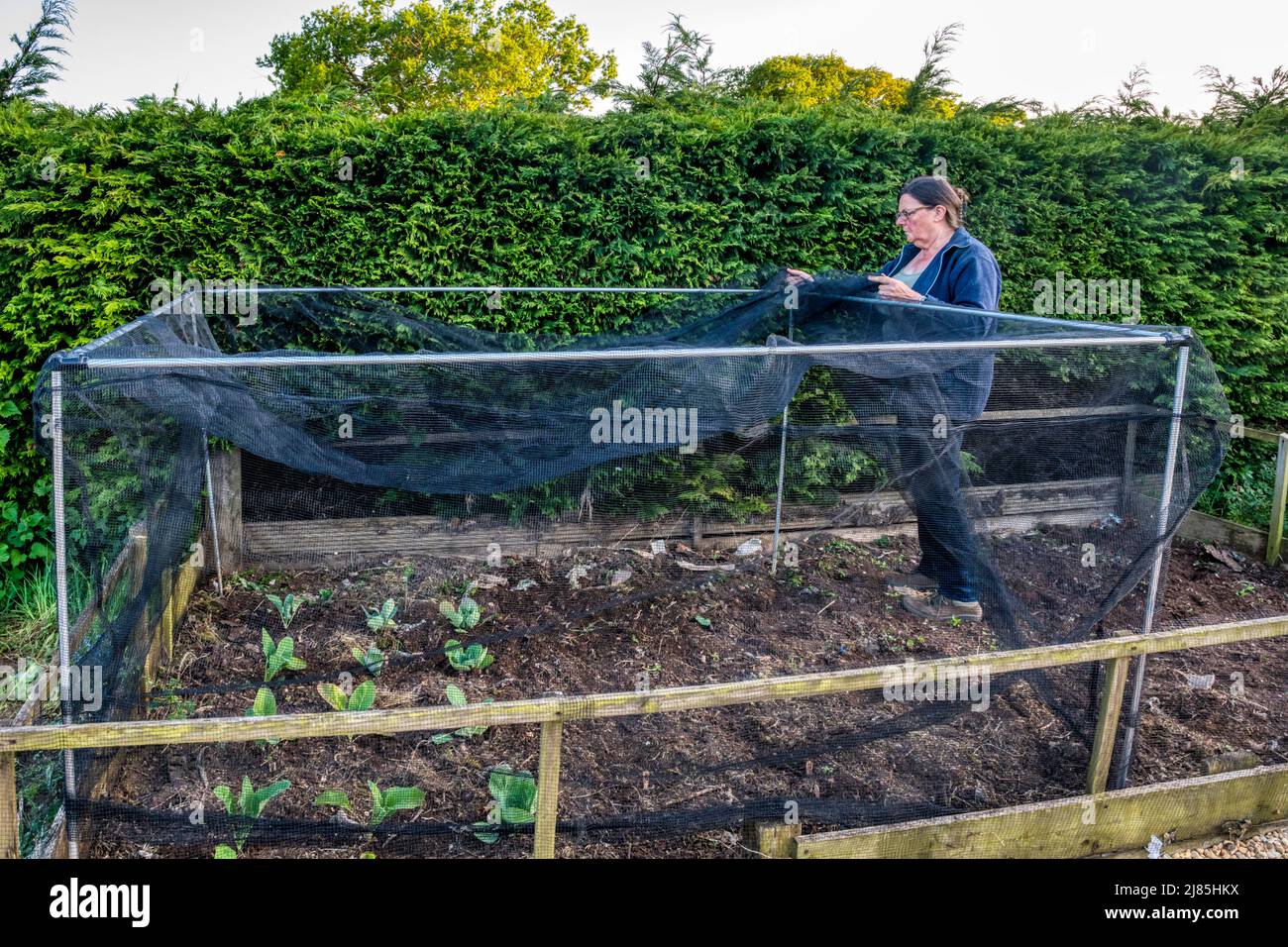 Woman building netting cage over bed of cauliflower and cabbages. Protection from cabbage white caterpillars. Stock Photo