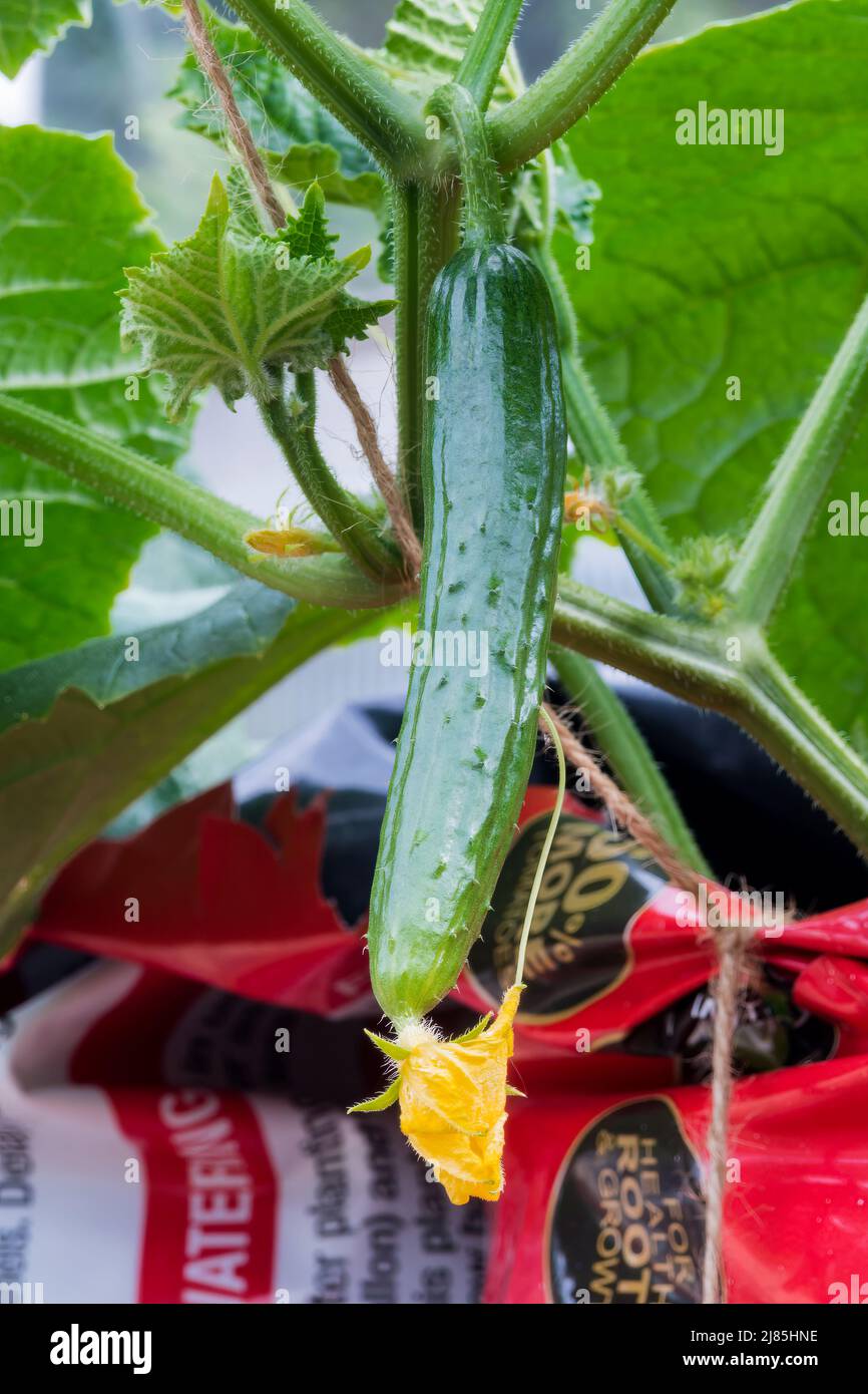 Small Marketmore cucumbers, Cucumis sativus Marketmore, forming on plants in a grow bag cut in half and stood on end in a greenhouse. Stock Photo