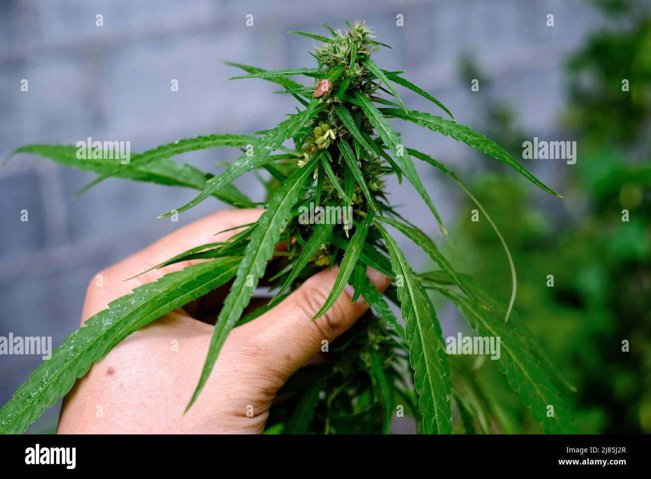 A hand holding the top of a full grown marijuana tree with flower, seeds and leaves, in a garden, ready to be harvested. Stock Photo