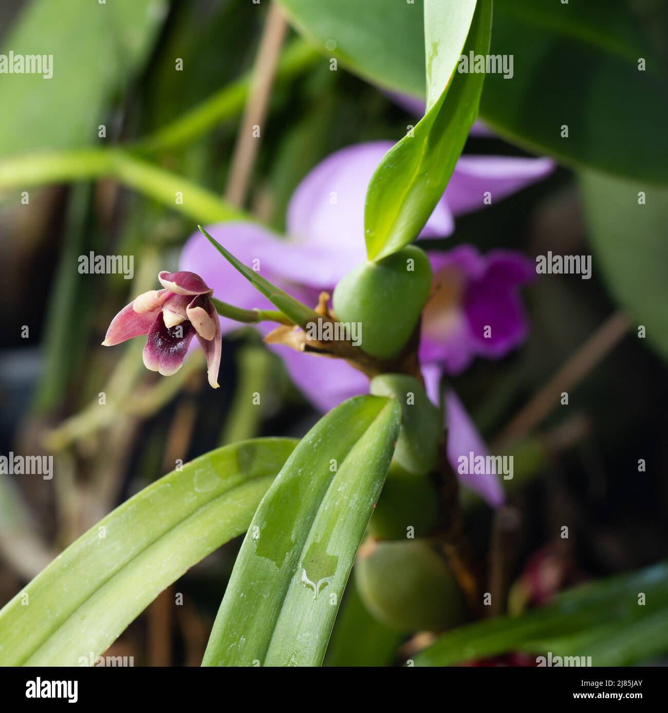 Mini orchid pink, purple yellow. Dwarf small size. Orchids flower bud. Rare variety spotted multi-colored. Stock Photo
