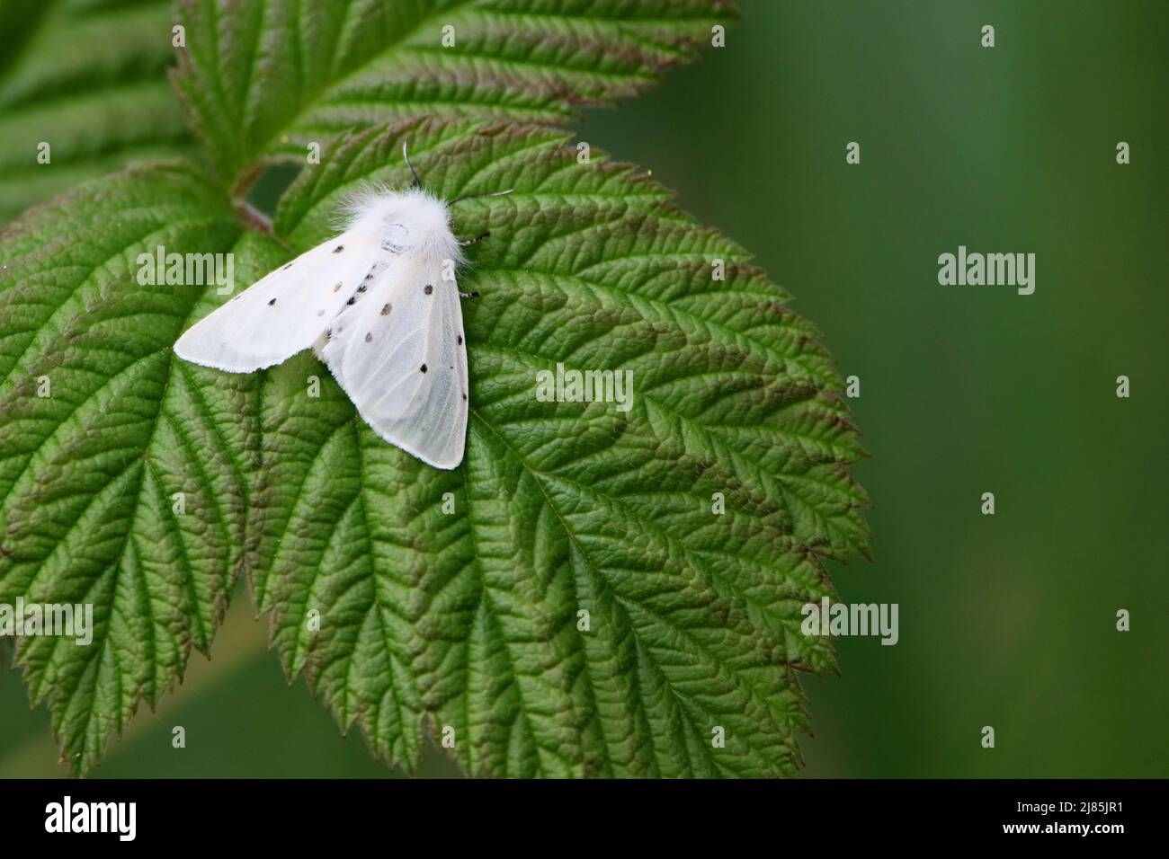 White ermine moth (Spilosoma lubricipeda) on green leaf, white wings with black spots yellow and black badomen under wings, has furry white thorax Stock Photo