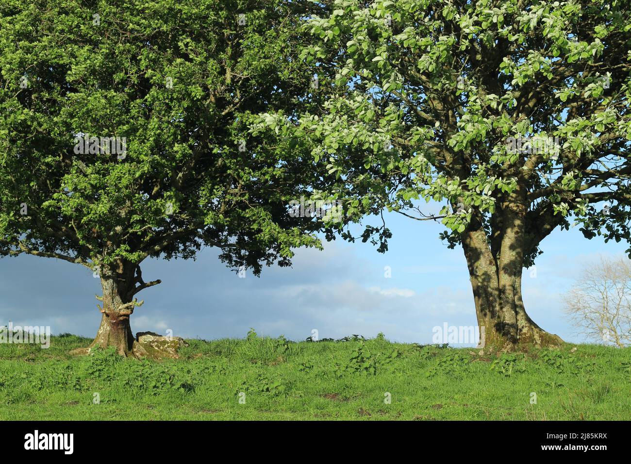 Hornbeam tree and hawthorn tree growing side, with branches intertwined, in field in rural Ireland Stock Photo