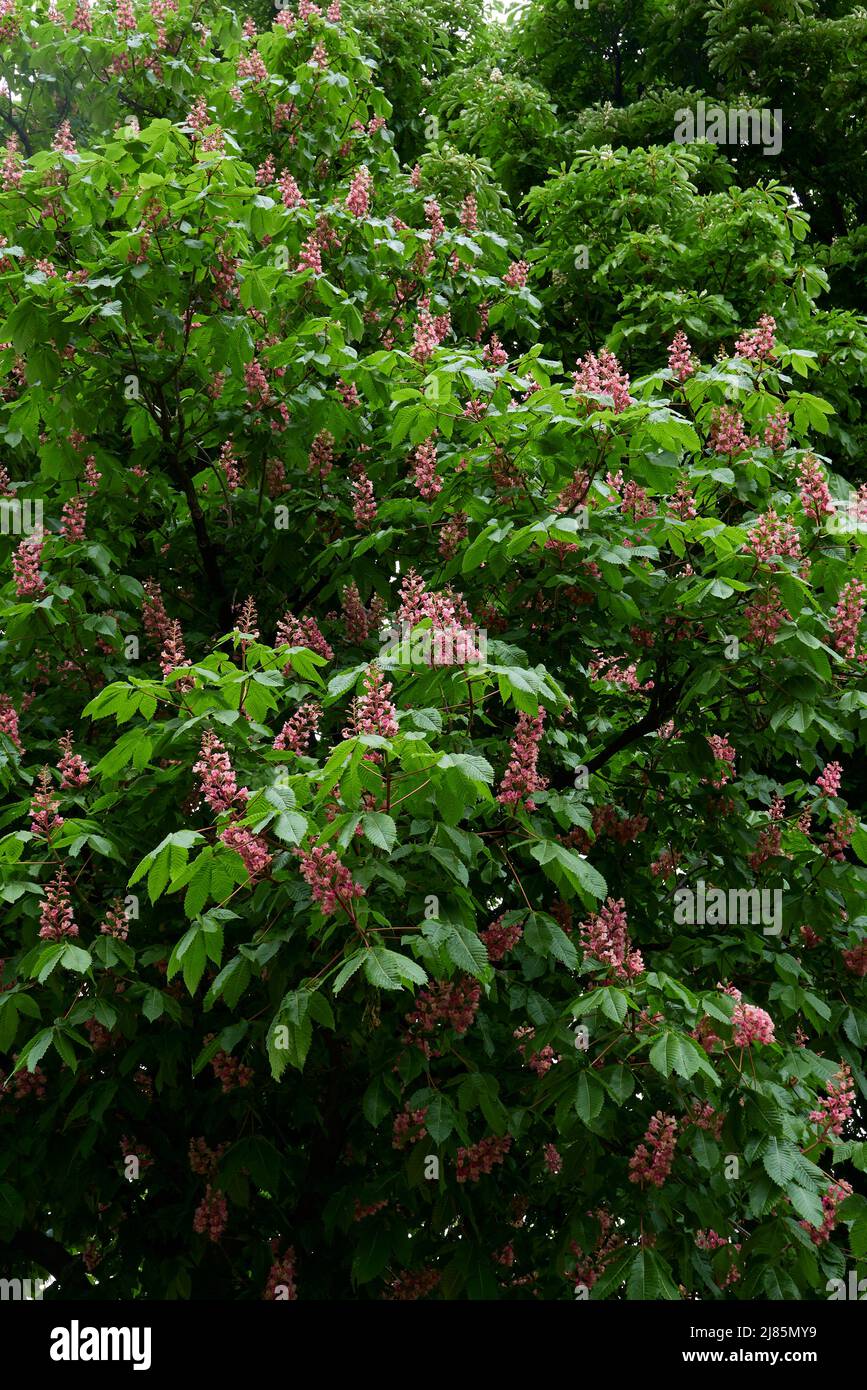 Aesculus carnea tree in bloom Stock Photo