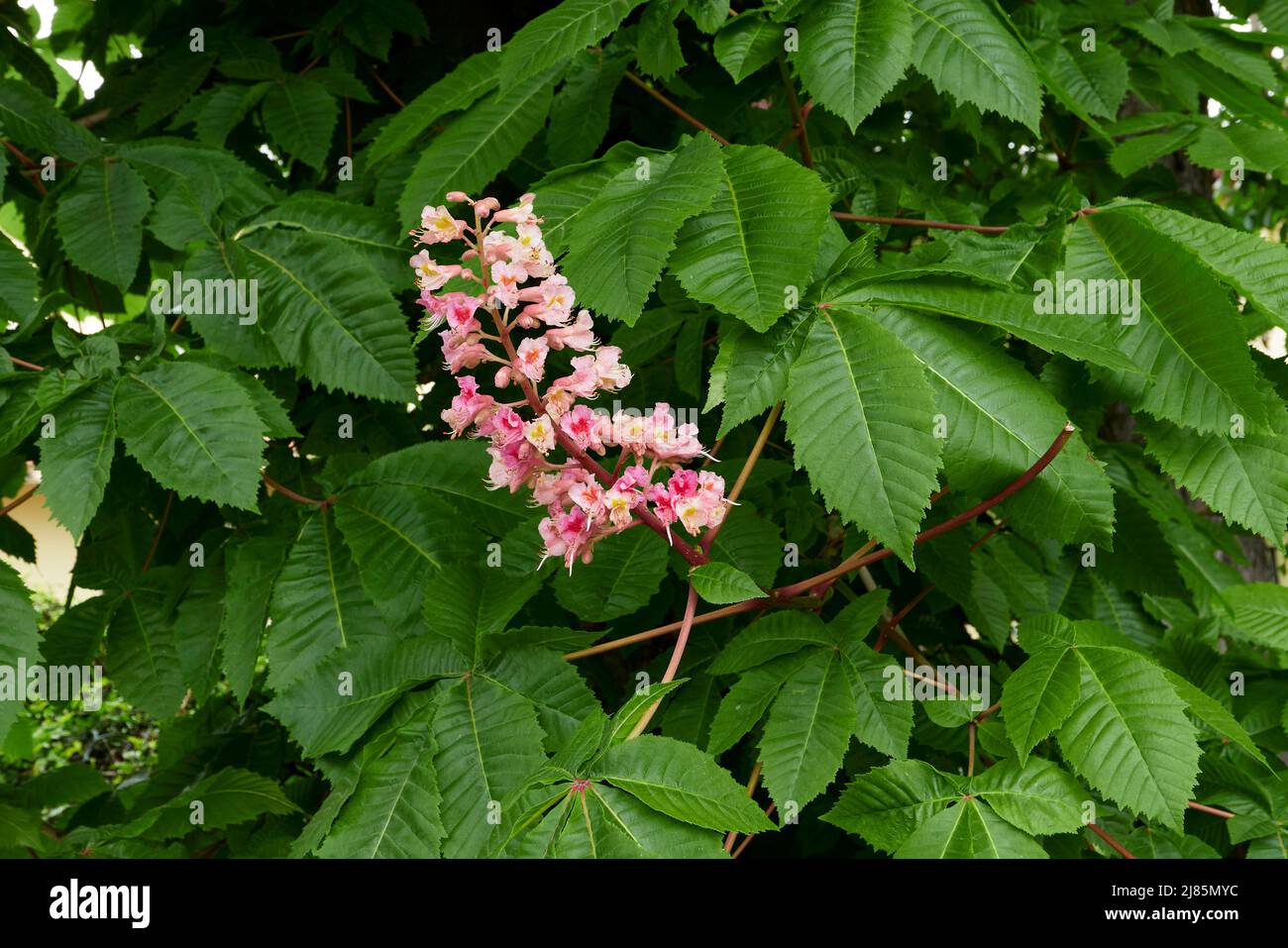 Aesculus carnea tree in bloom Stock Photo