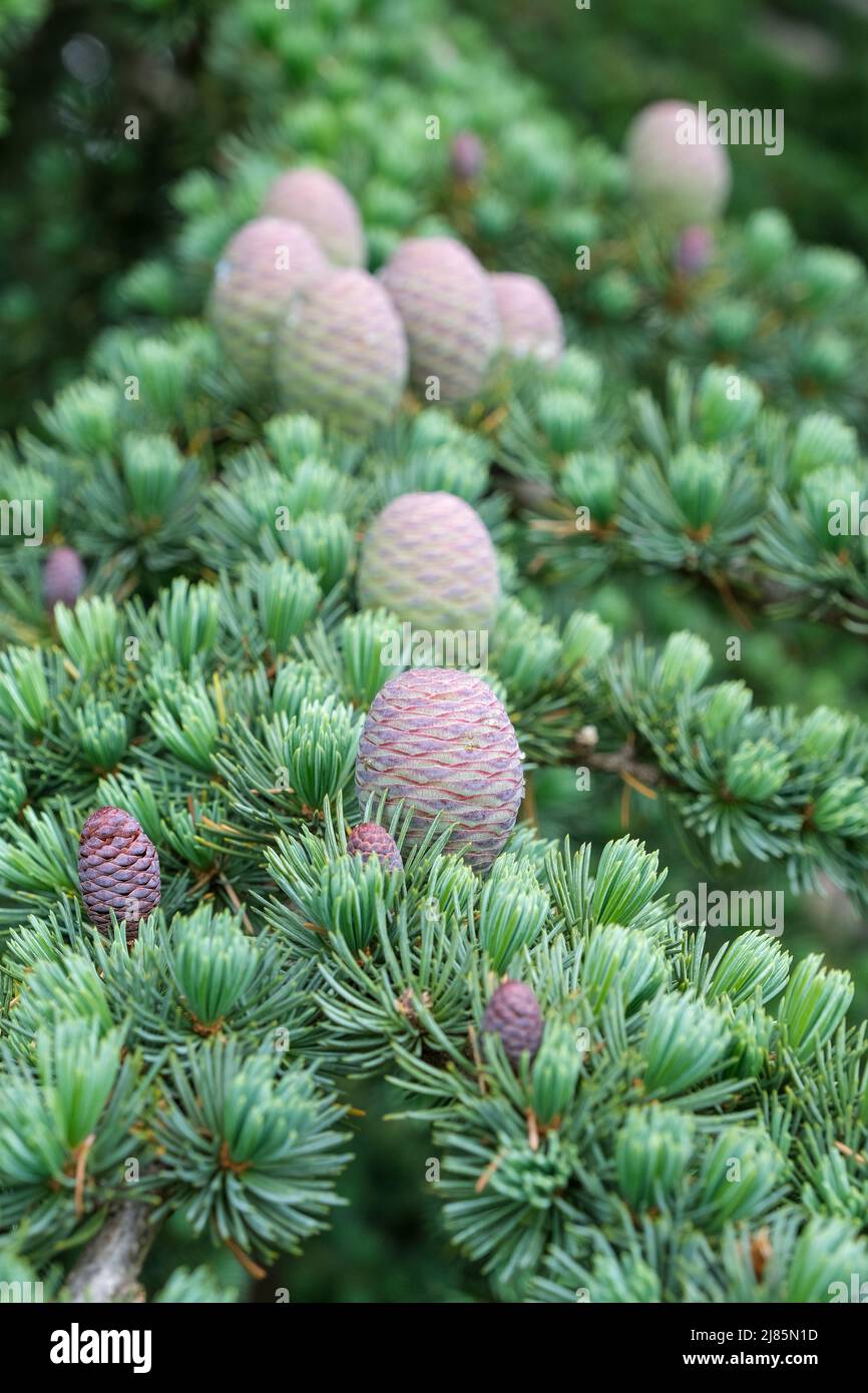 Cedrus atlantica ,Glauca Group, blue Atlas cedar, Atlas cedar, Cedrus libani subsp. atlantica Glauca Group, Cones growing on tree Stock Photo