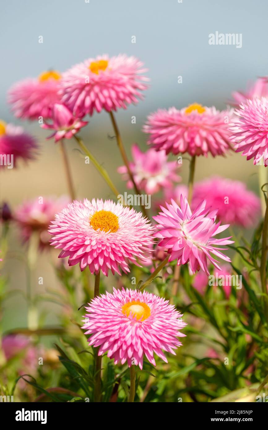 Xerochrysum bracteatum Granvia 'Pink Flame', Everlasting Flower 'Pink Flame', bracted everlasting, immortelle, paper daisy, straw flower, strawflower. Stock Photo