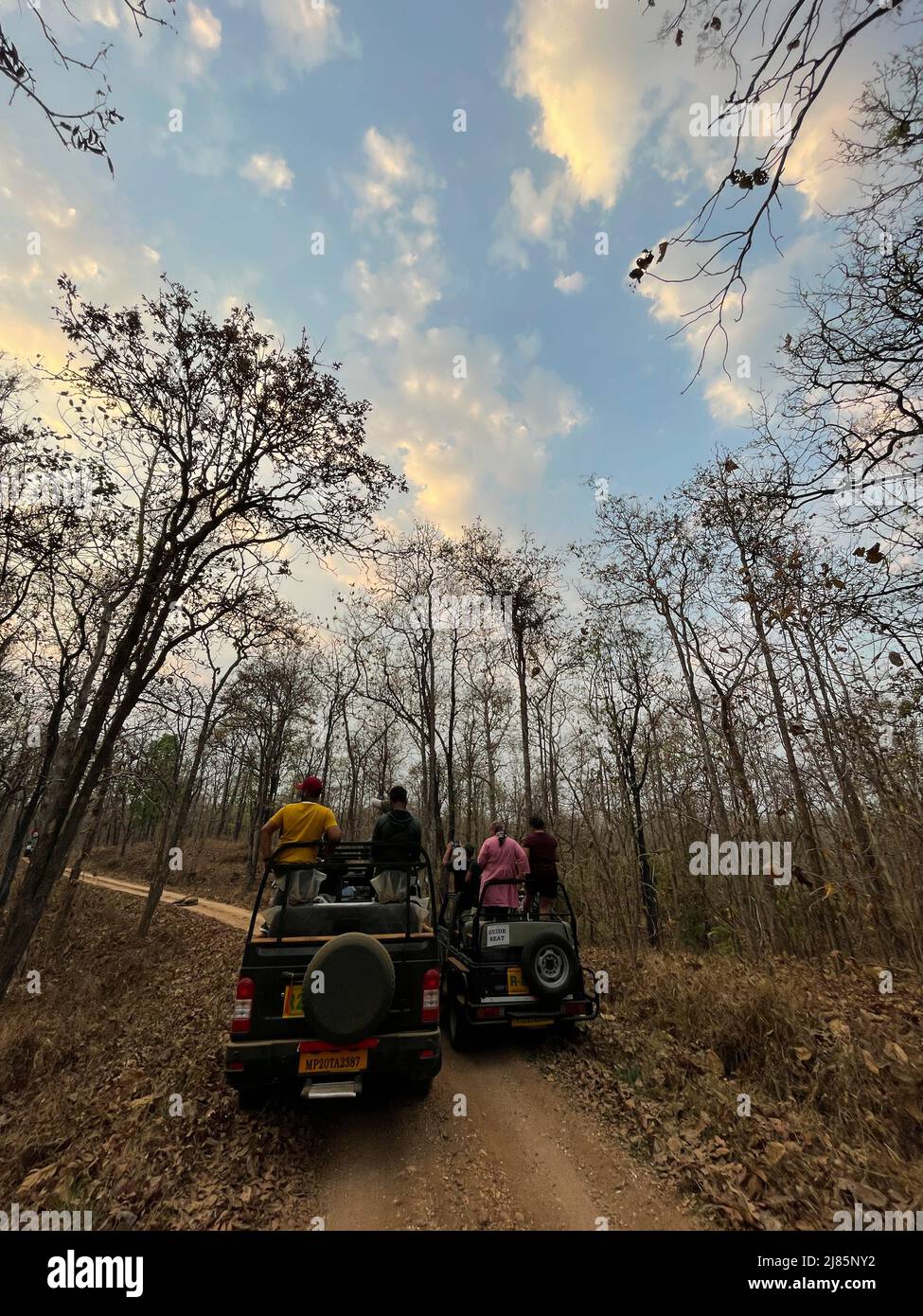 Tourists in wildlife jungle safari in Kanha Tiger reserve Madhyapradesh central India during summer Stock Photo