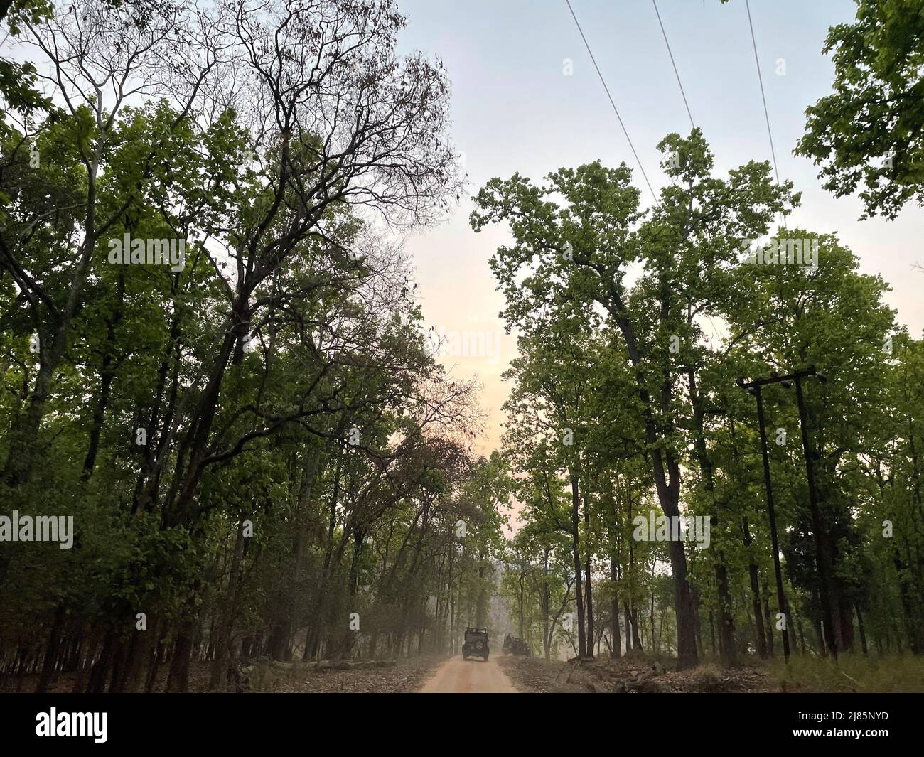 Kanha National Park ( Tiger Reserve ) landscape , located in Madhya